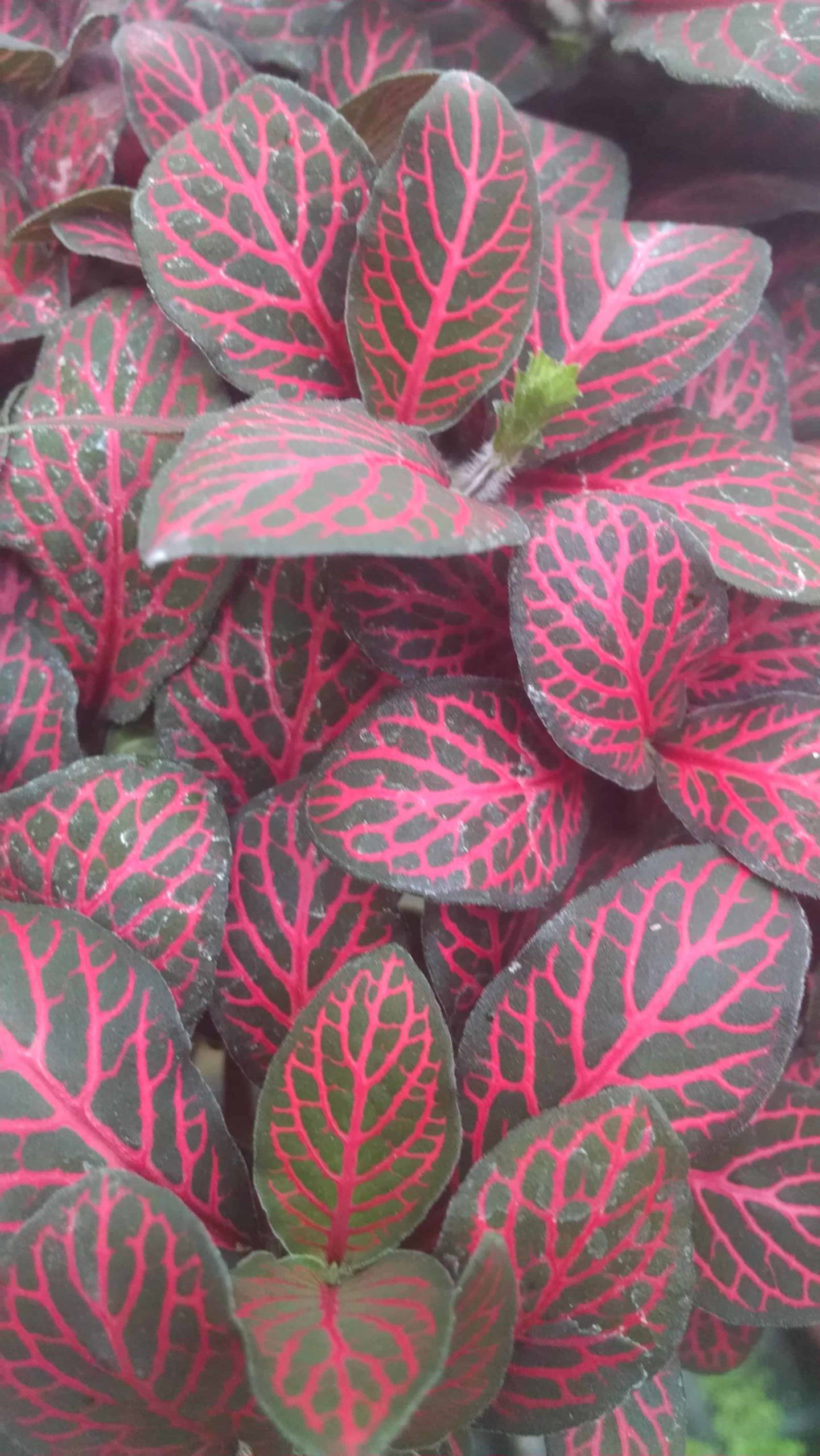 red veined fittonia detail image