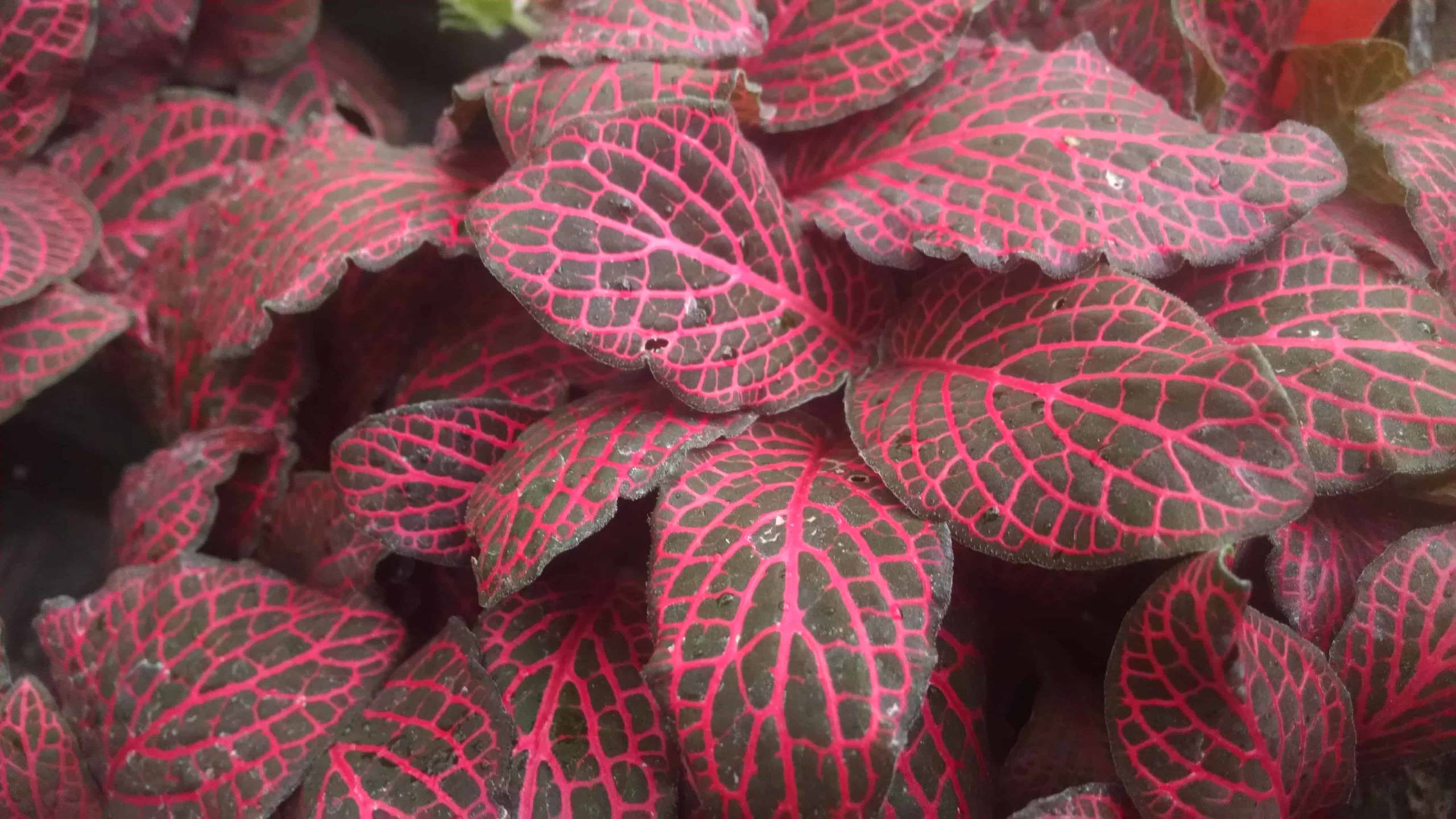 Red veined fittonia with scaled foliage by Studley Flower Gardens