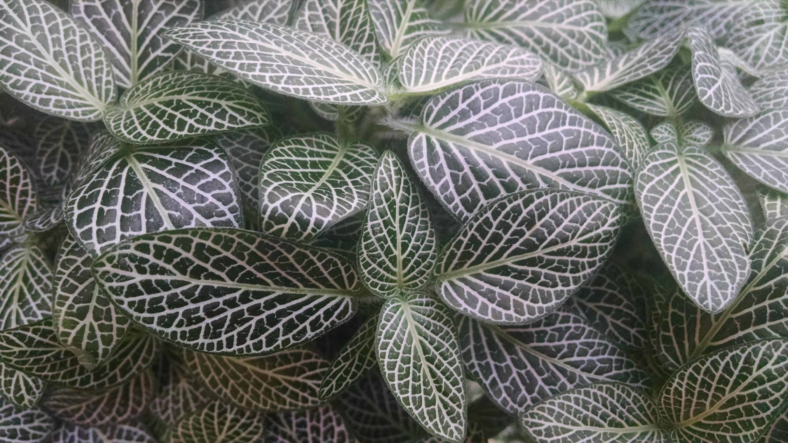 nerve plant, mini fittonia detail image