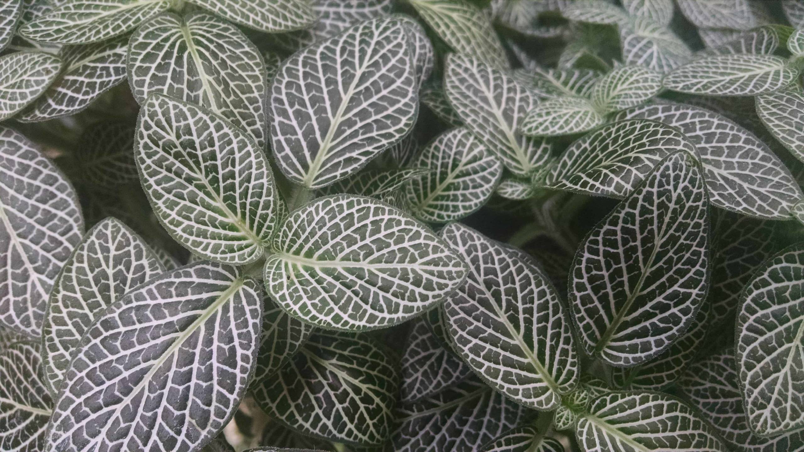 Mini fittonia with white-veined leaves by Studley Flower Gardens