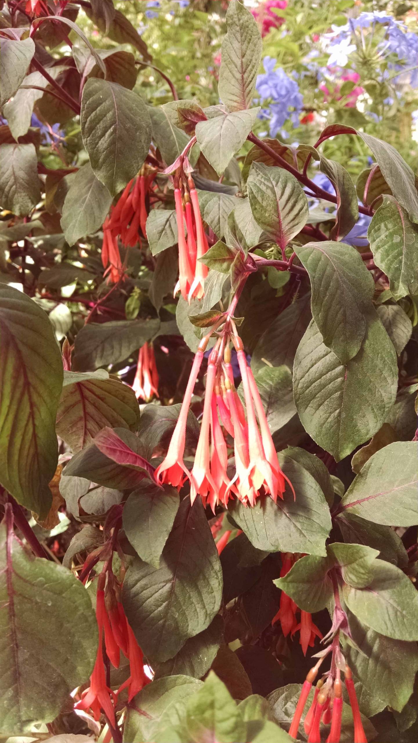 Gartenmeister Fuchsia blooming plant with salmon tubular flowers by Studley Flower Gardens