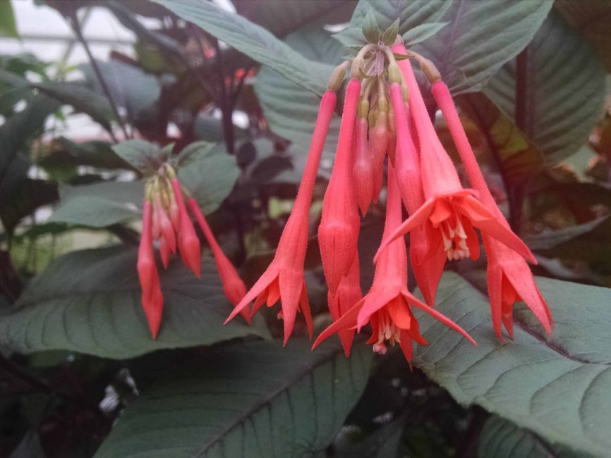 Gartenmeister Fuchsia blooming plant for windowsill display by Studley Flower Gardens