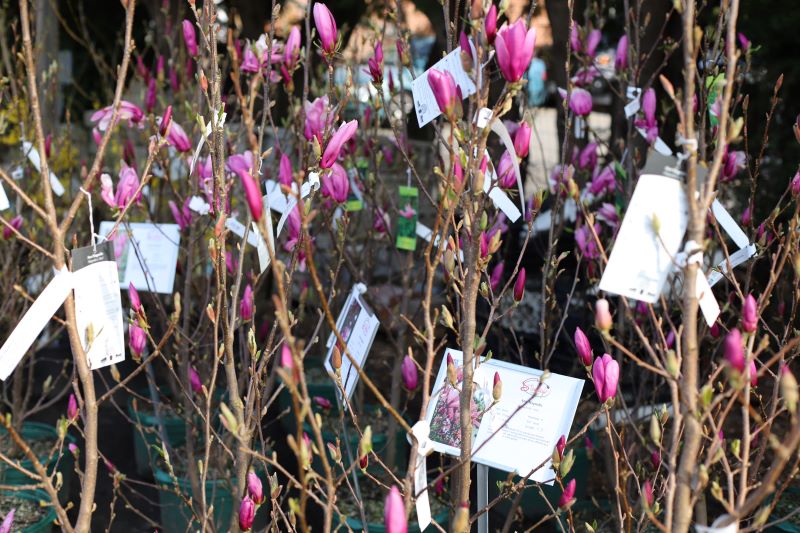 Flowering Magnolia