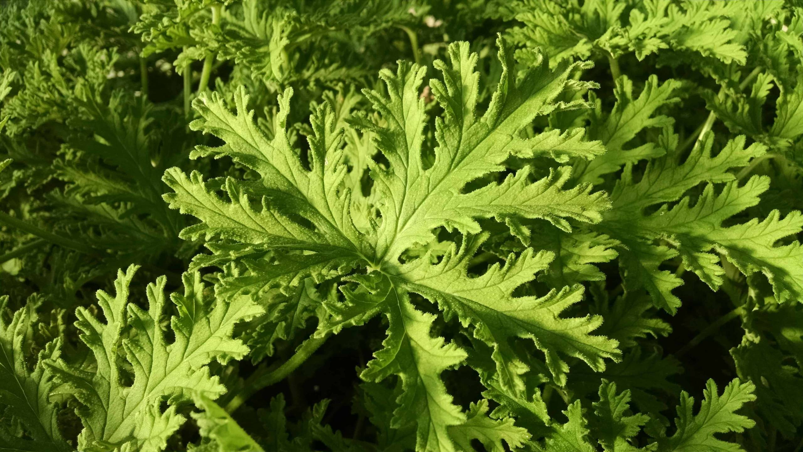 citrosa scented geranium detail image