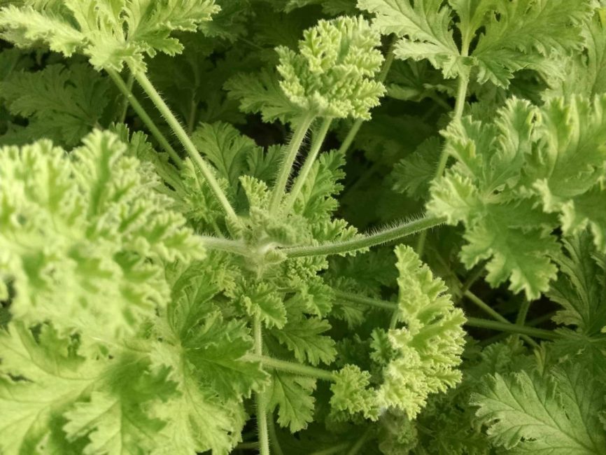 Concolor lace scented geranium with bright red blooms by Studley Flower Gardens