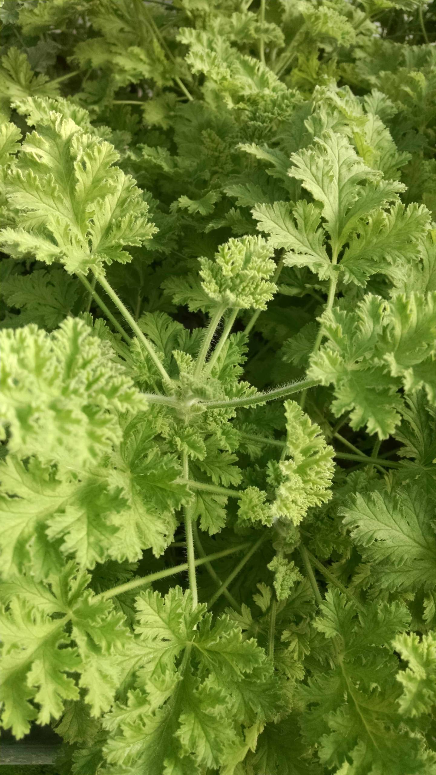 Concolor lace scented geranium with bright red blooms by Studley Flower Gardens