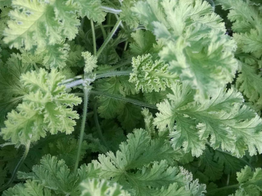 Concolor lace scented geranium with blooming foliage by Studley Flower Gardens