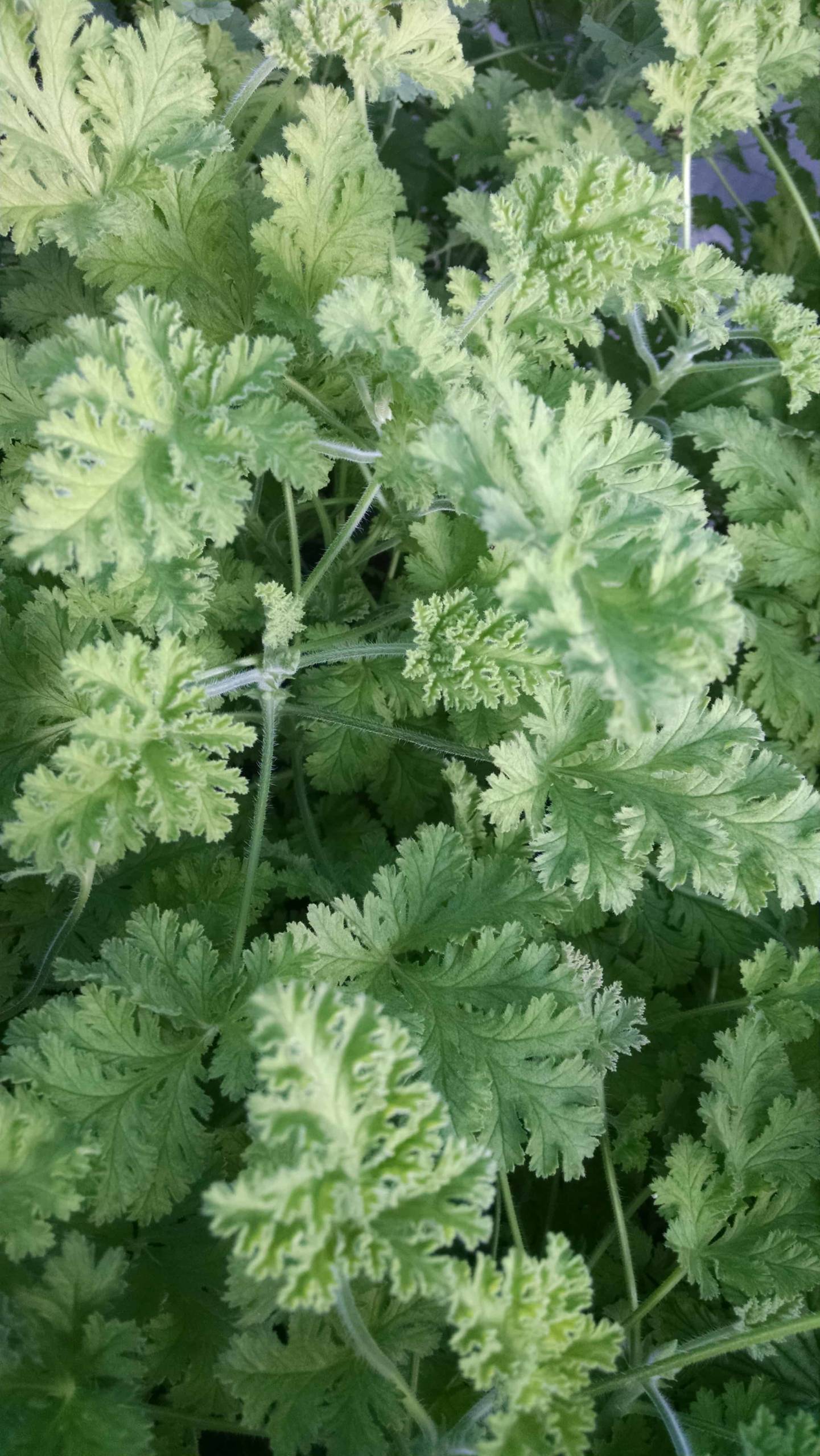 Concolor lace scented geranium with blooming foliage by Studley Flower Gardens