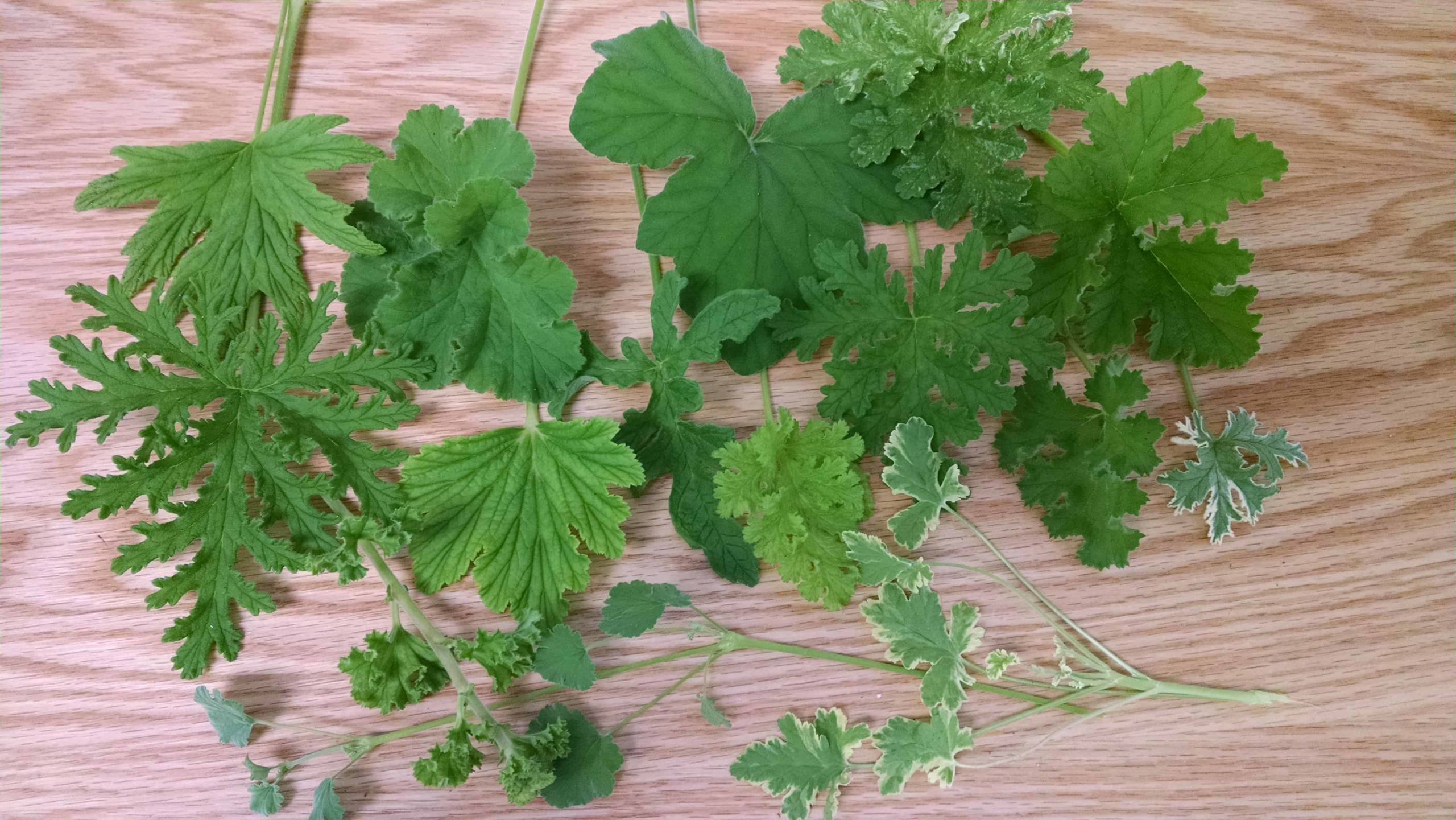 scented geranium collection detail image