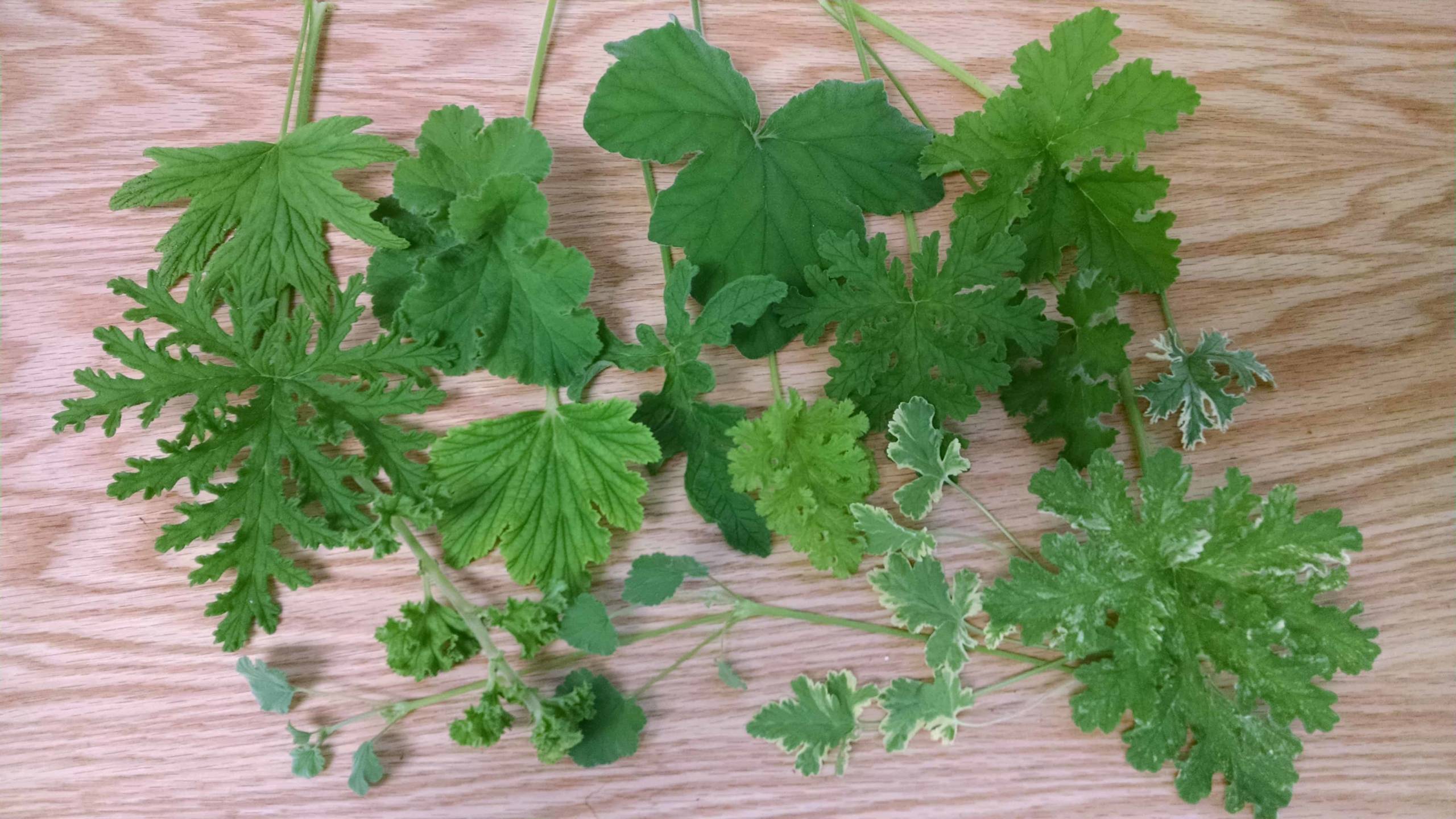 Scented geranium collection in a windowsill display by Studley Flower Gardens