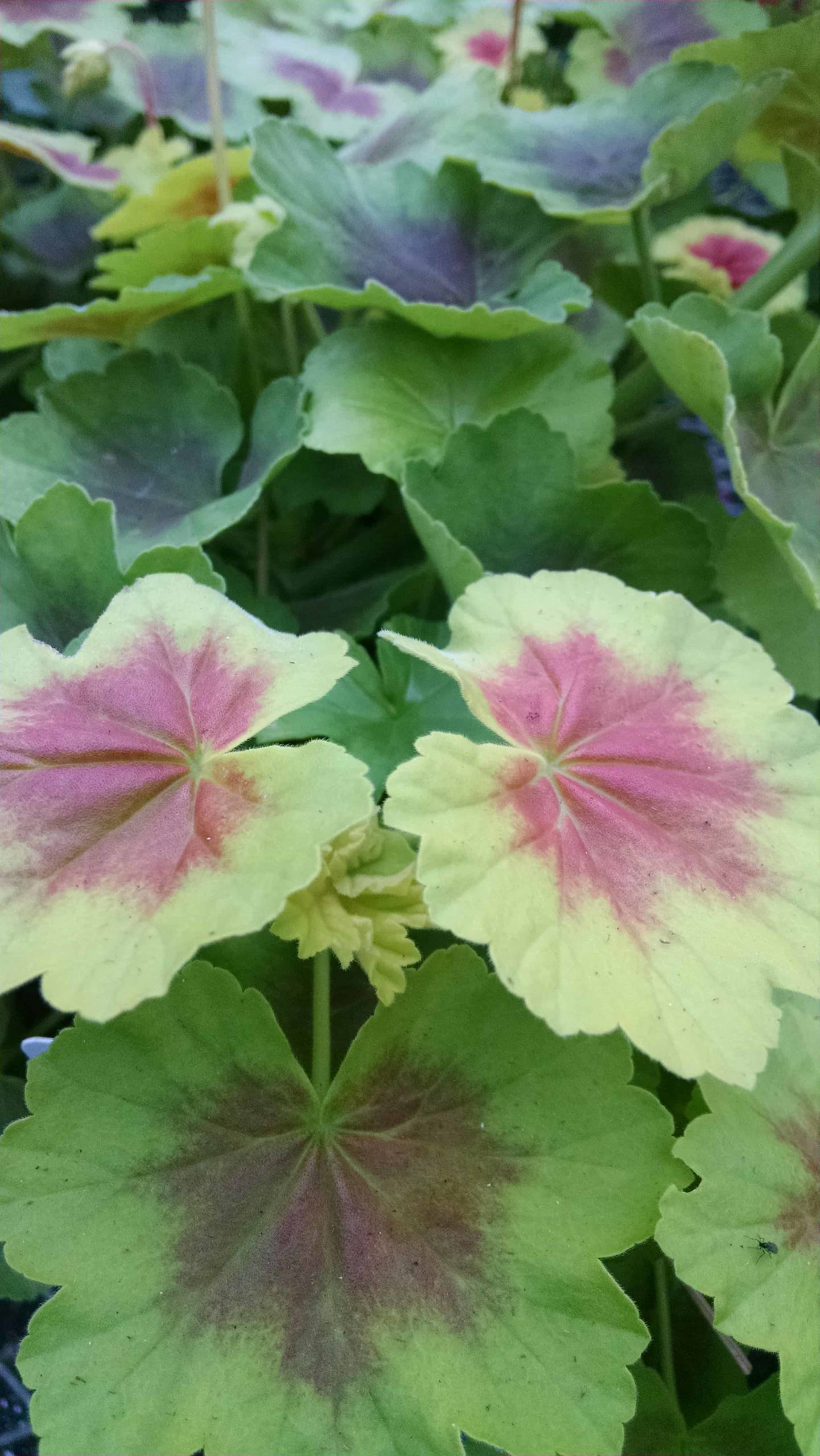 Indian Dunes Geranium with scalloped chartreuse leaves by Studley Flower Gardens