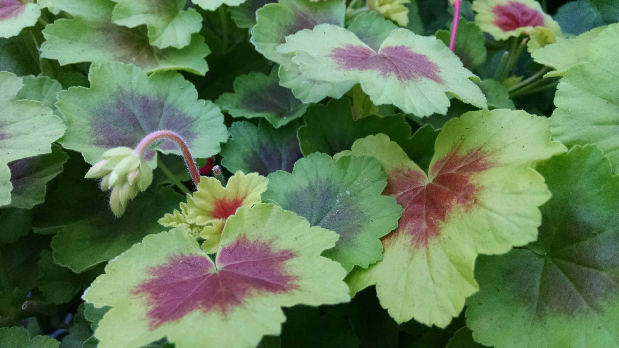 Indian Dunes Geranium blooming plant by Studley Flower Gardens