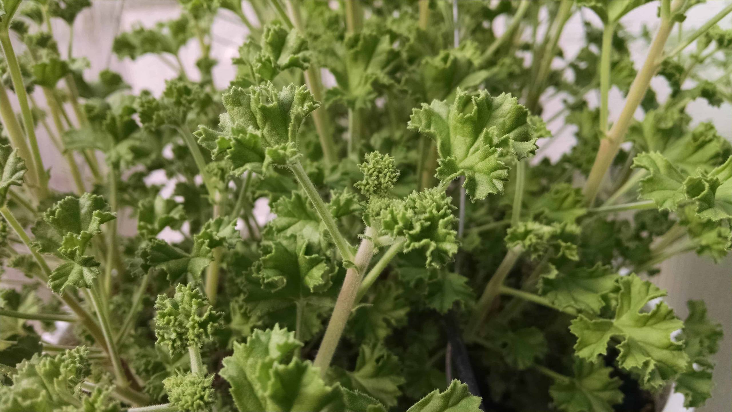 lemon scented geranium detail image