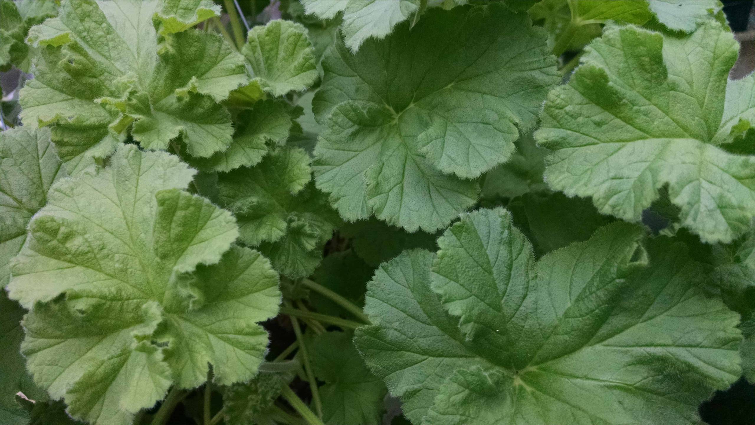 lime scented geranium detail image