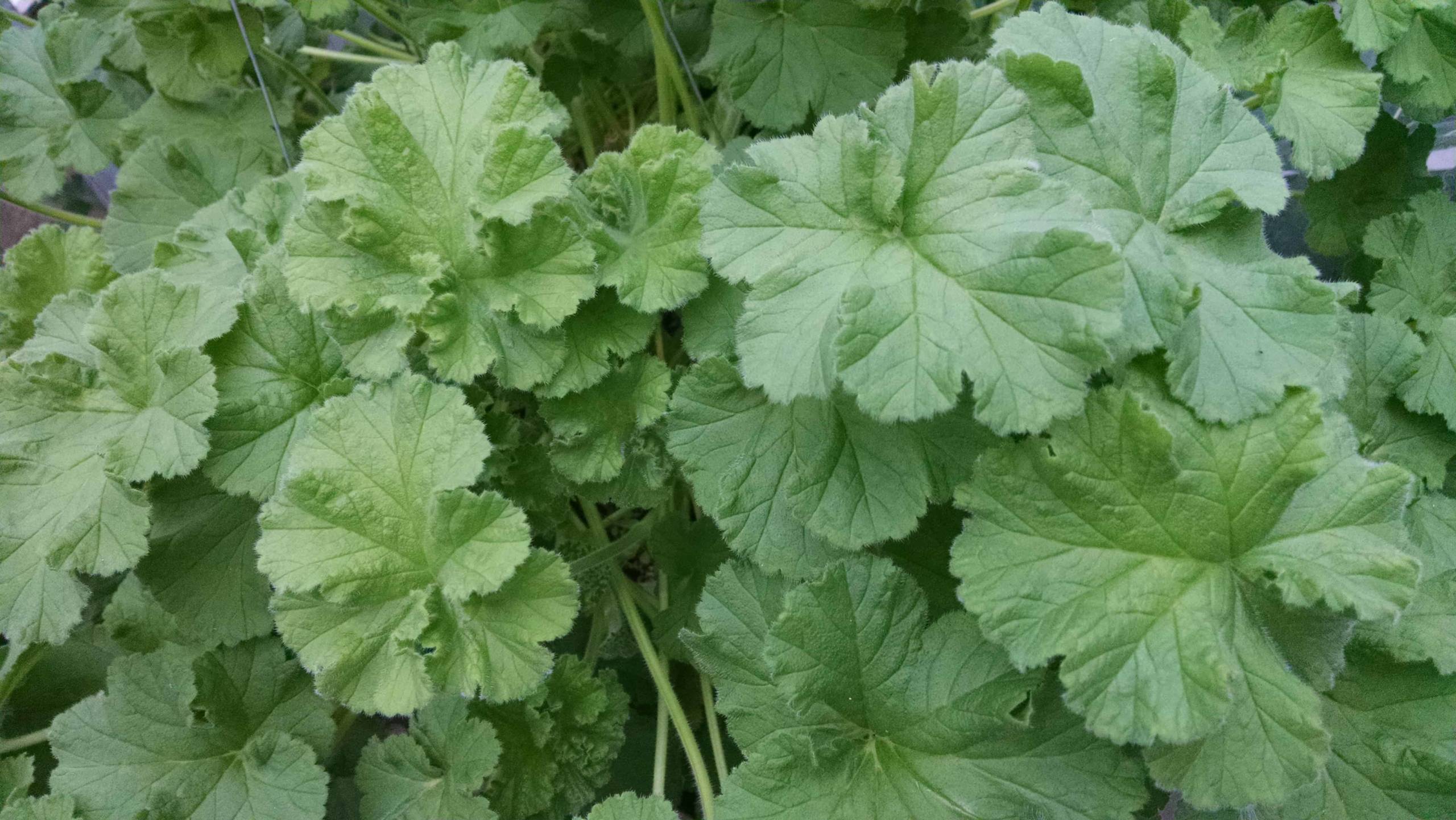 lime scented geranium with blooming foliage by Studley Flower Gardens