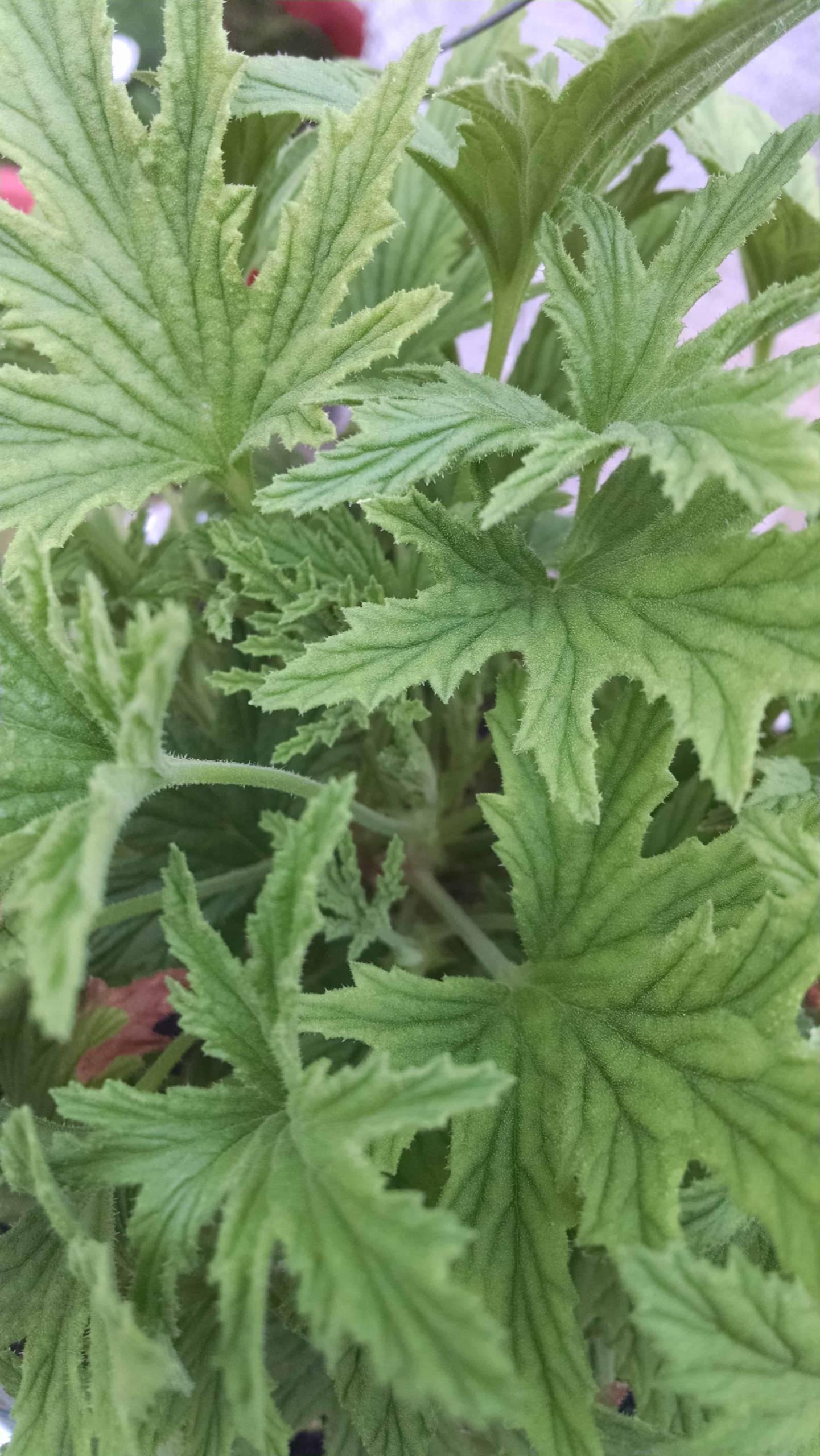 mabel gray scented geranium detail image