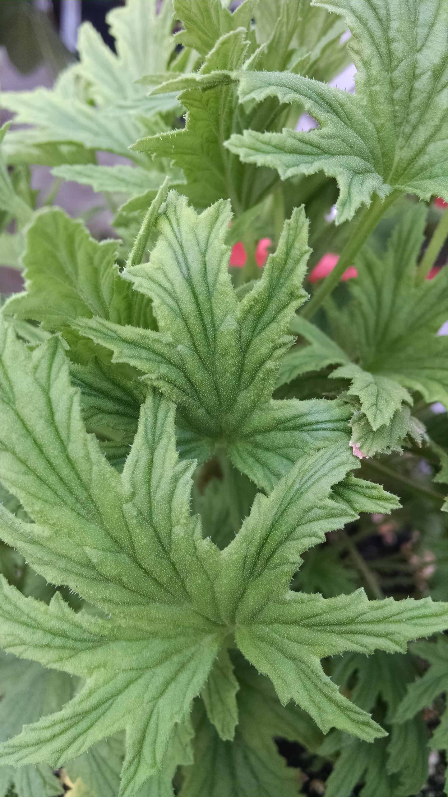 Mabel Gray scented geranium with blooming foliage by Studley Flower Gardens