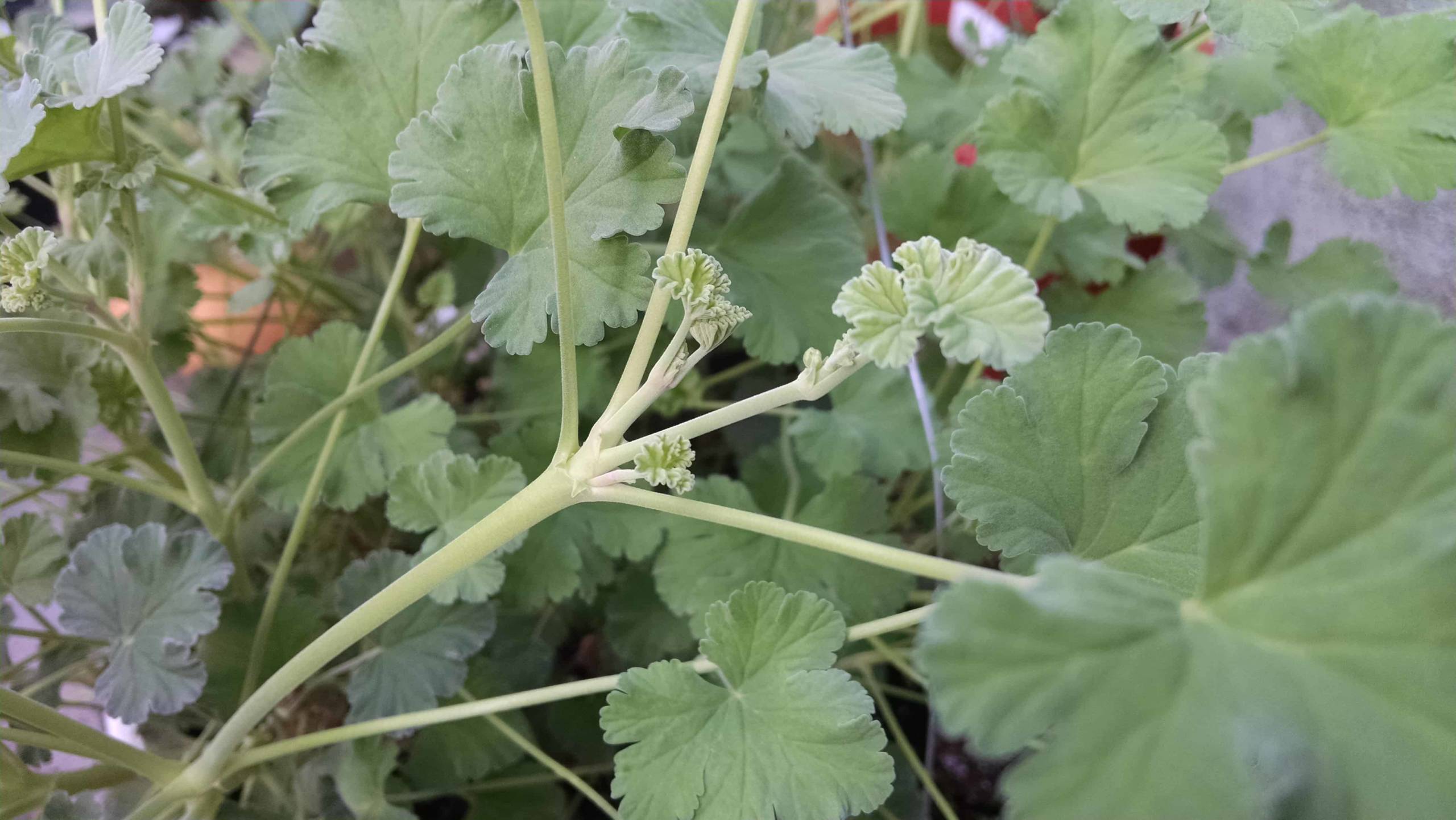 Nutmeg scented geranium with velvety light green leaves by Studley Flower Gardens