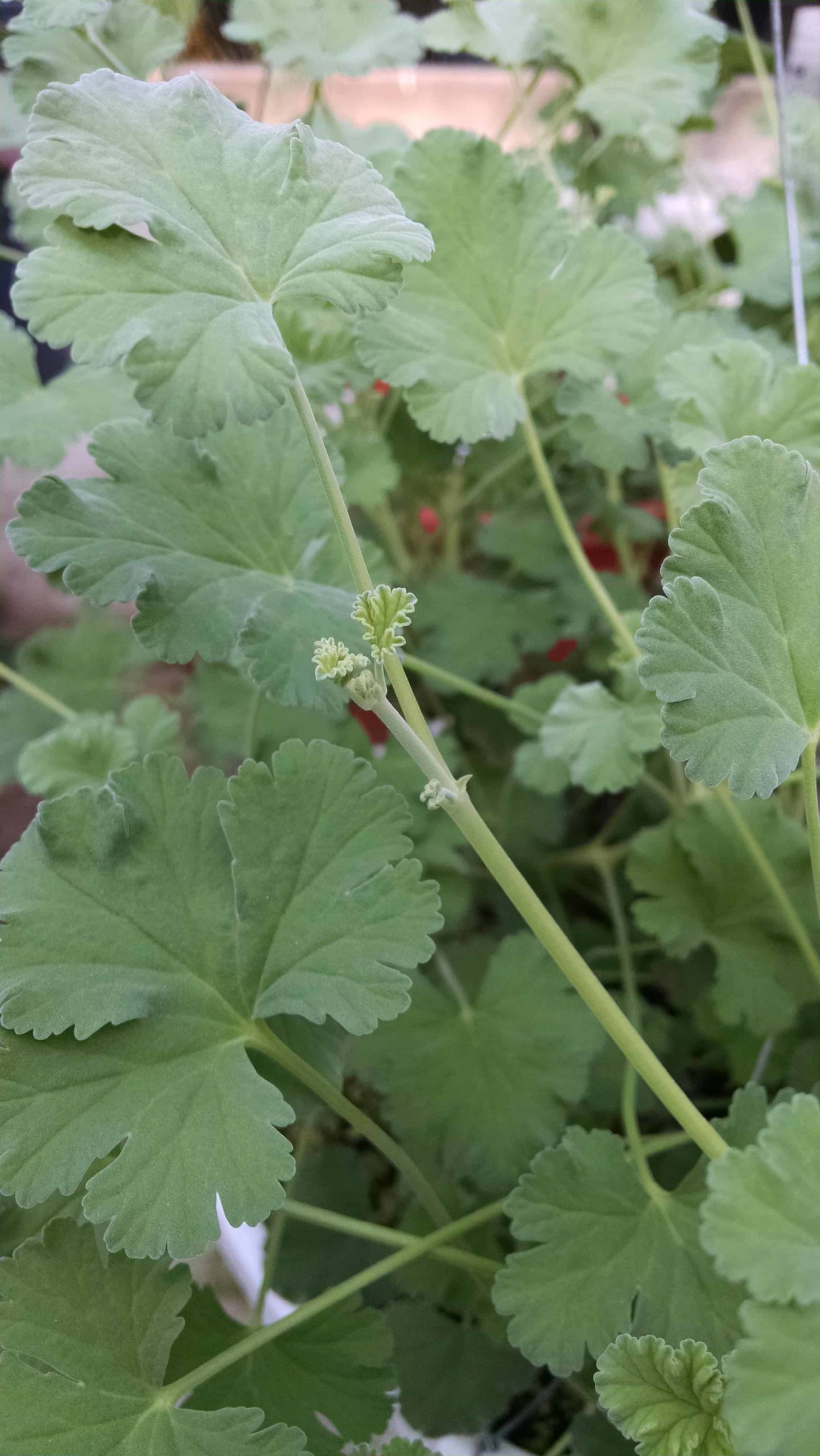 Nutmeg scented geranium blooming on a windowsill by Studley Flower Gardens