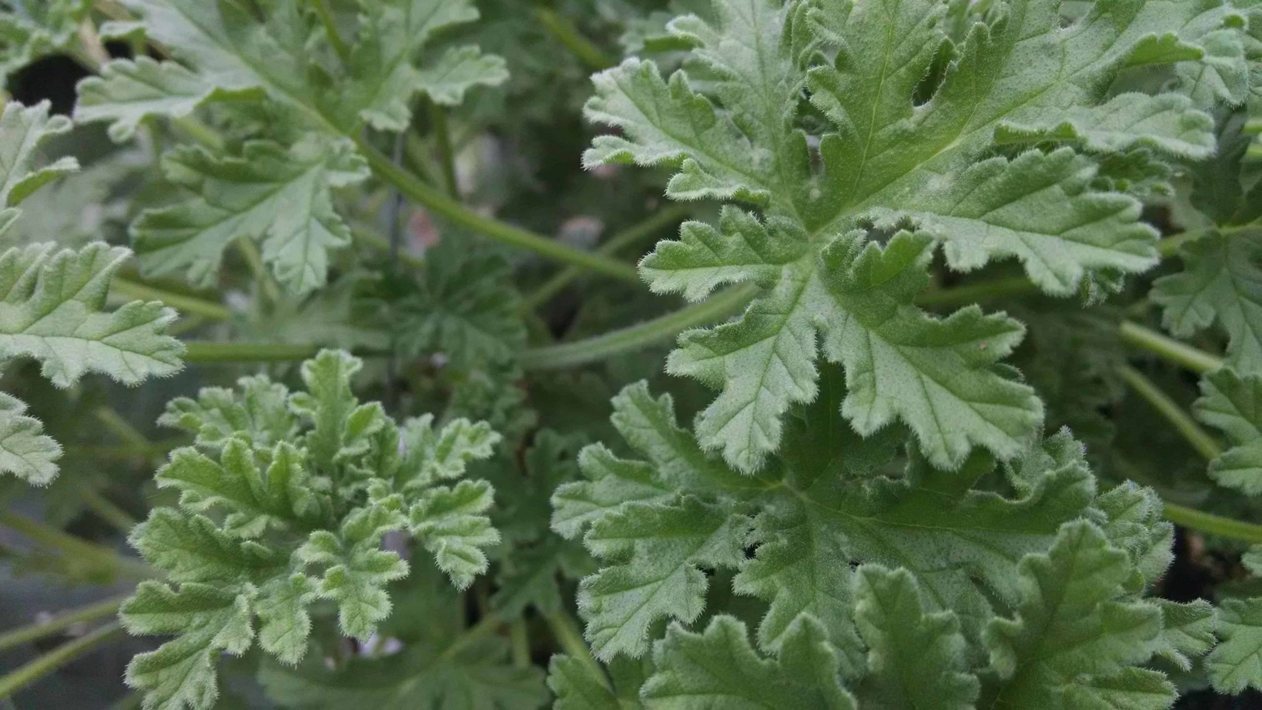 old fashioned rose scented geranium detail image