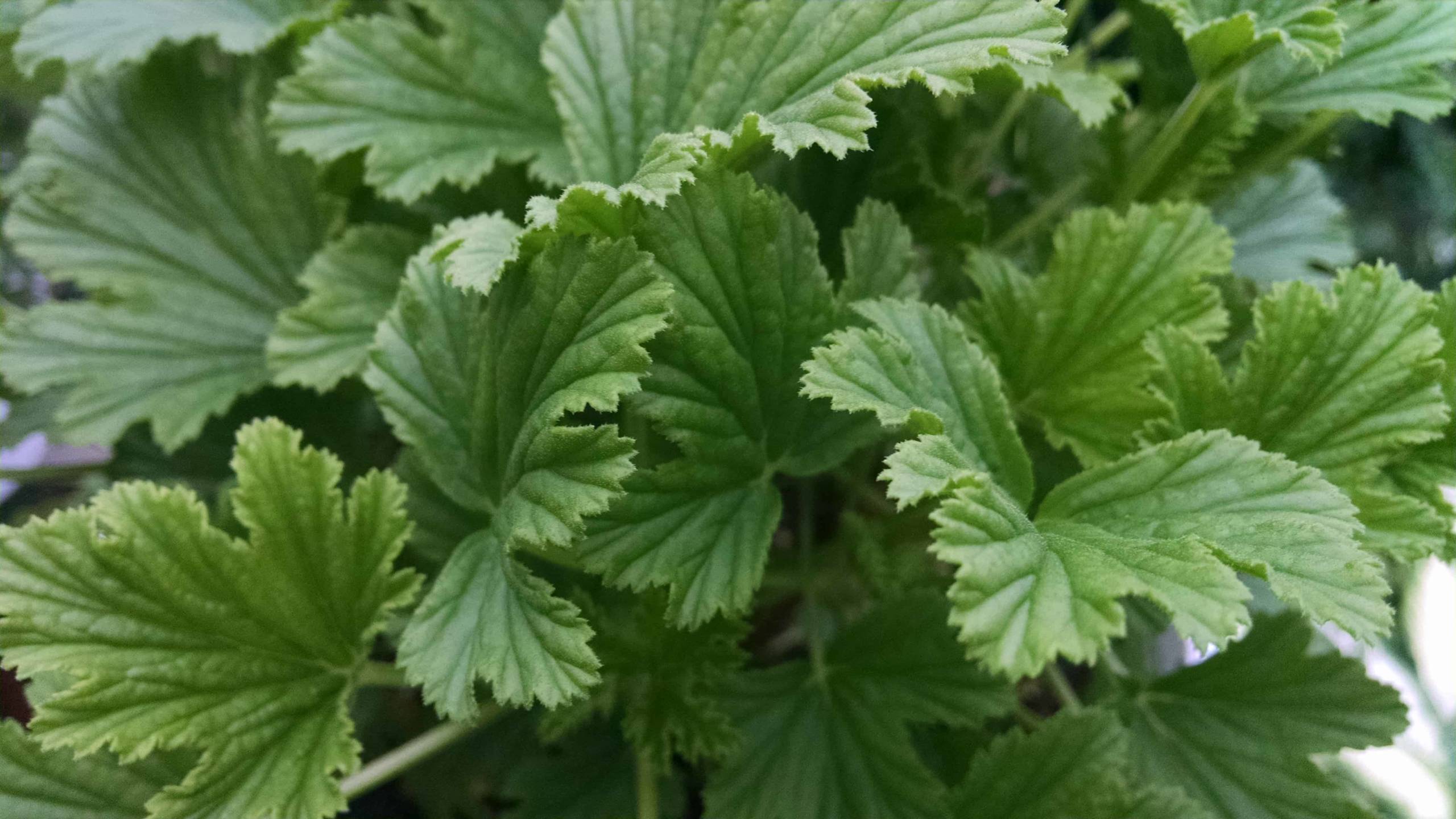 orange scented geranium detail image