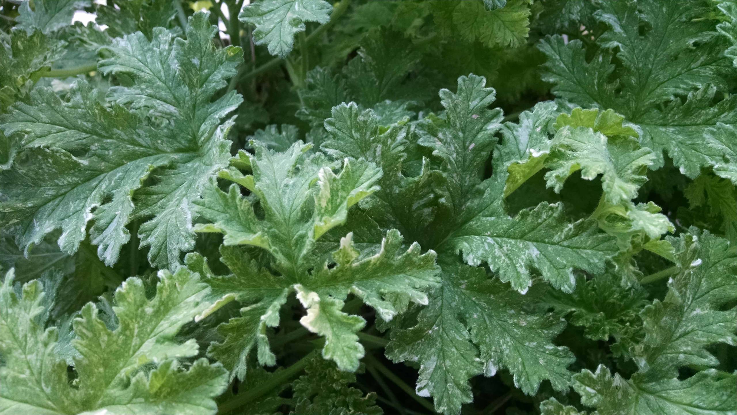 Peacock scented geranium with variegated lobed leaves by Studley Flower Gardens