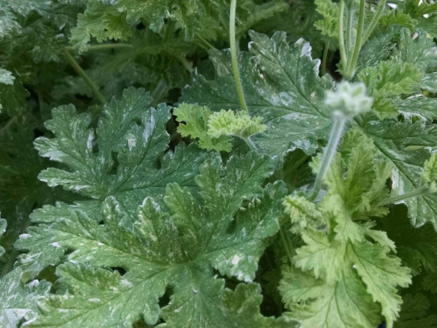 Peacock scented geranium blooming on a windowsill by Studley Flower Gardens