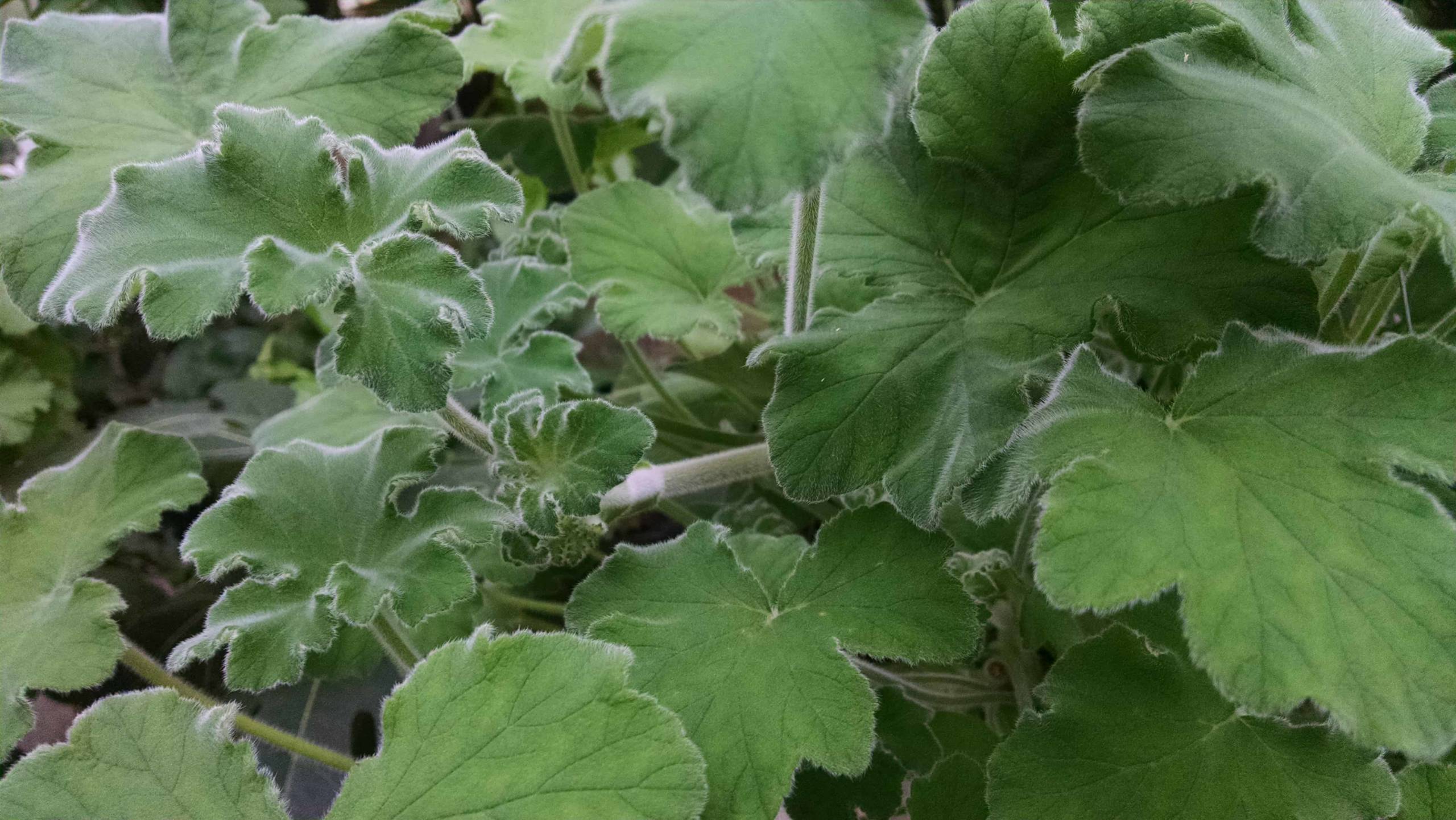 peppermint scented geranium detail image