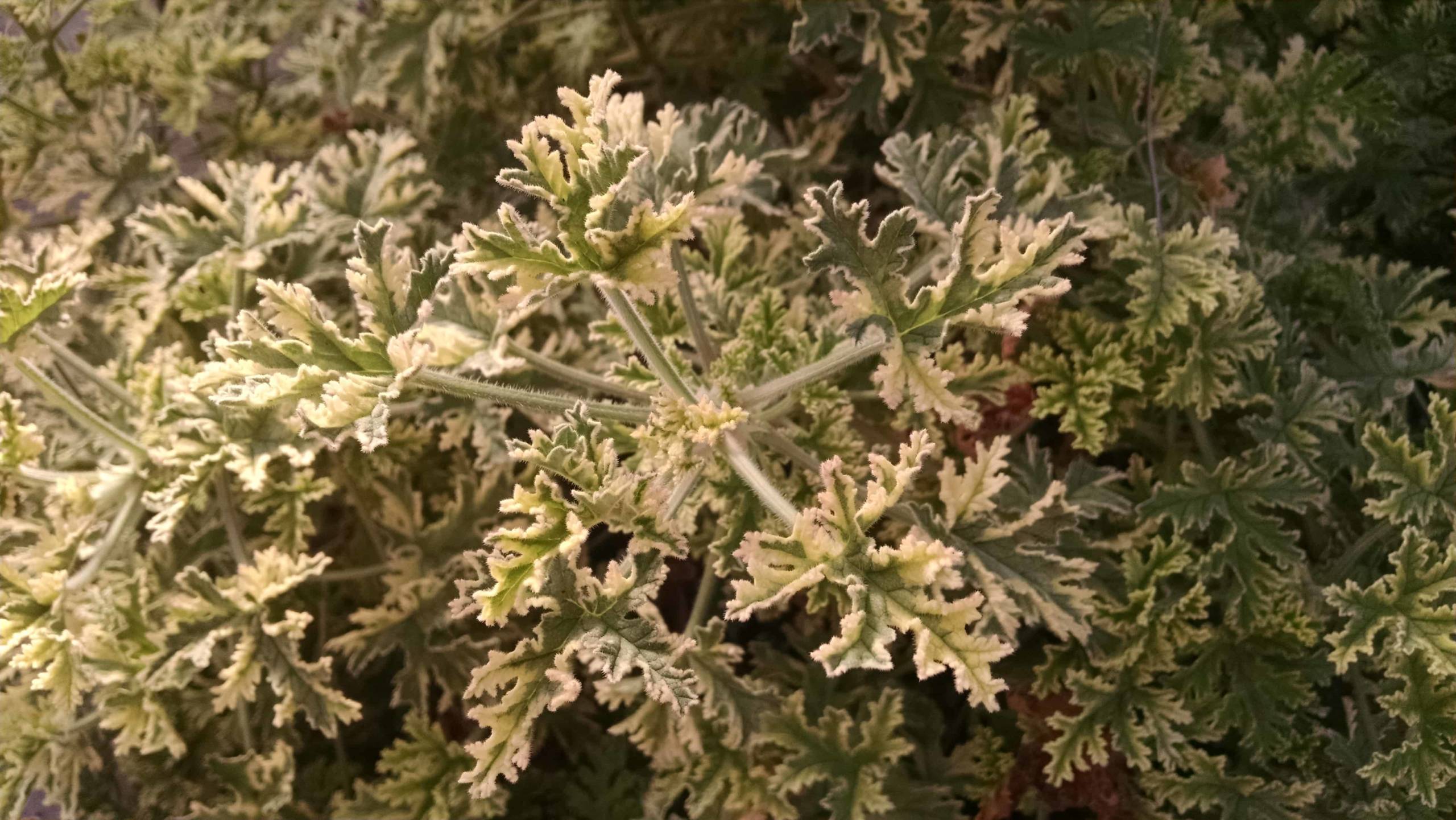 variegated rose mint scented geranium detail image