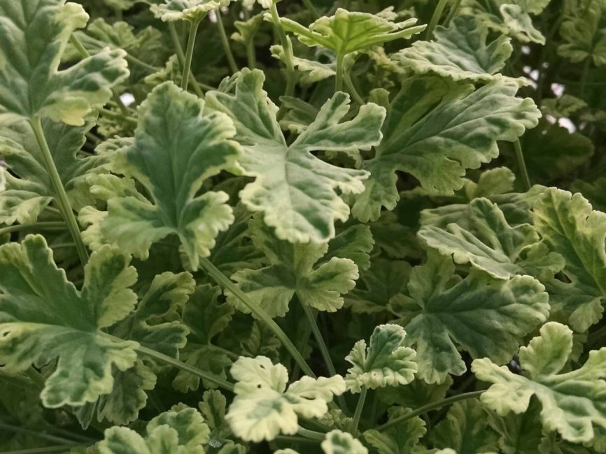 variegated nutmeg scented geranium detail image