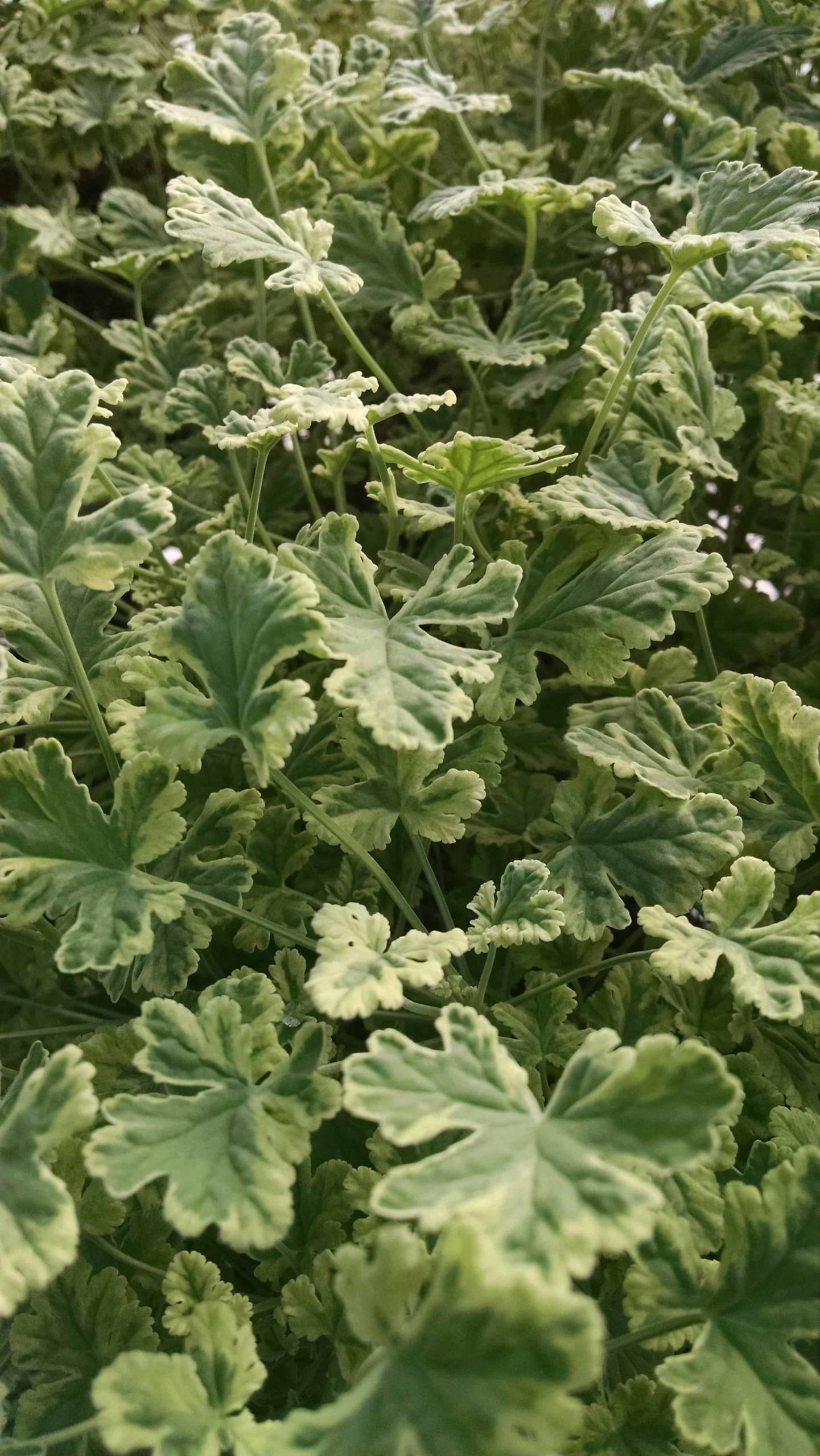 variegated nutmeg scented geranium detail image