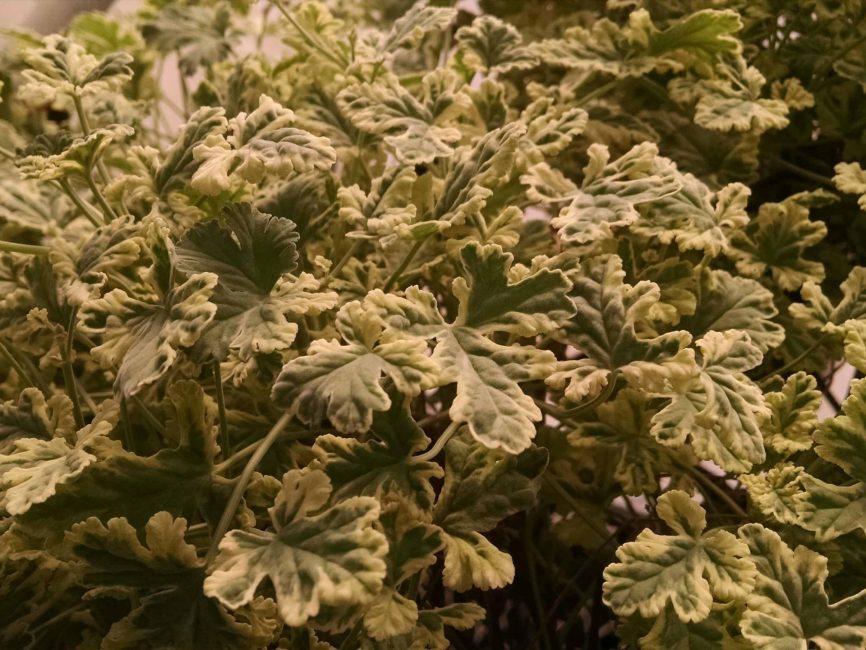 Variegated nutmeg scented geranium with variegated foliage by Studley Flower Gardens
