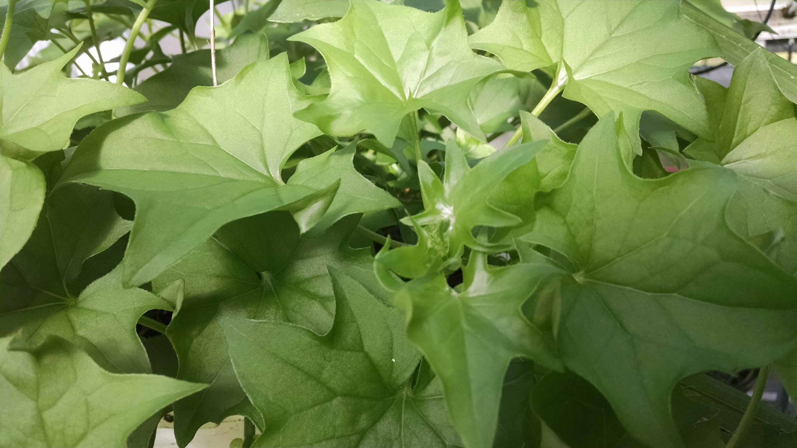 German ivy trailing plant with scaled foliage by Studley Flower Gardens