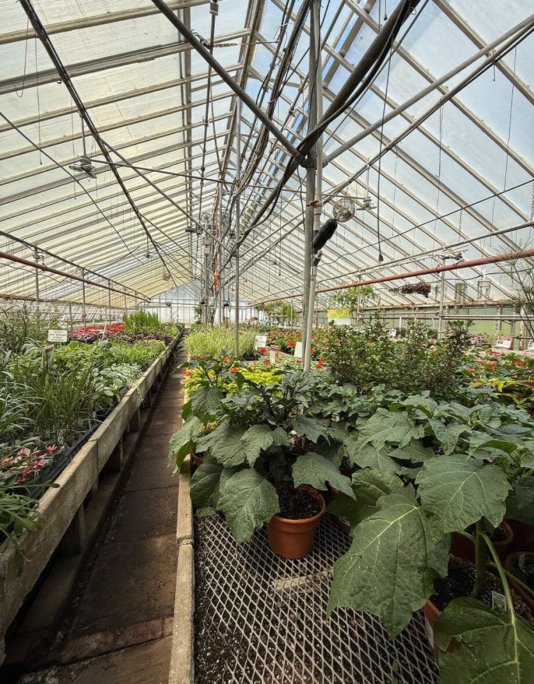 Greenhouse interior with diverse potted plants at garden center by Studley Flower Gardens