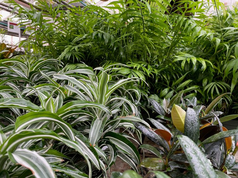 Greenhouse indoor plants with diverse green and variegated foliage by Studley Flower Gardens