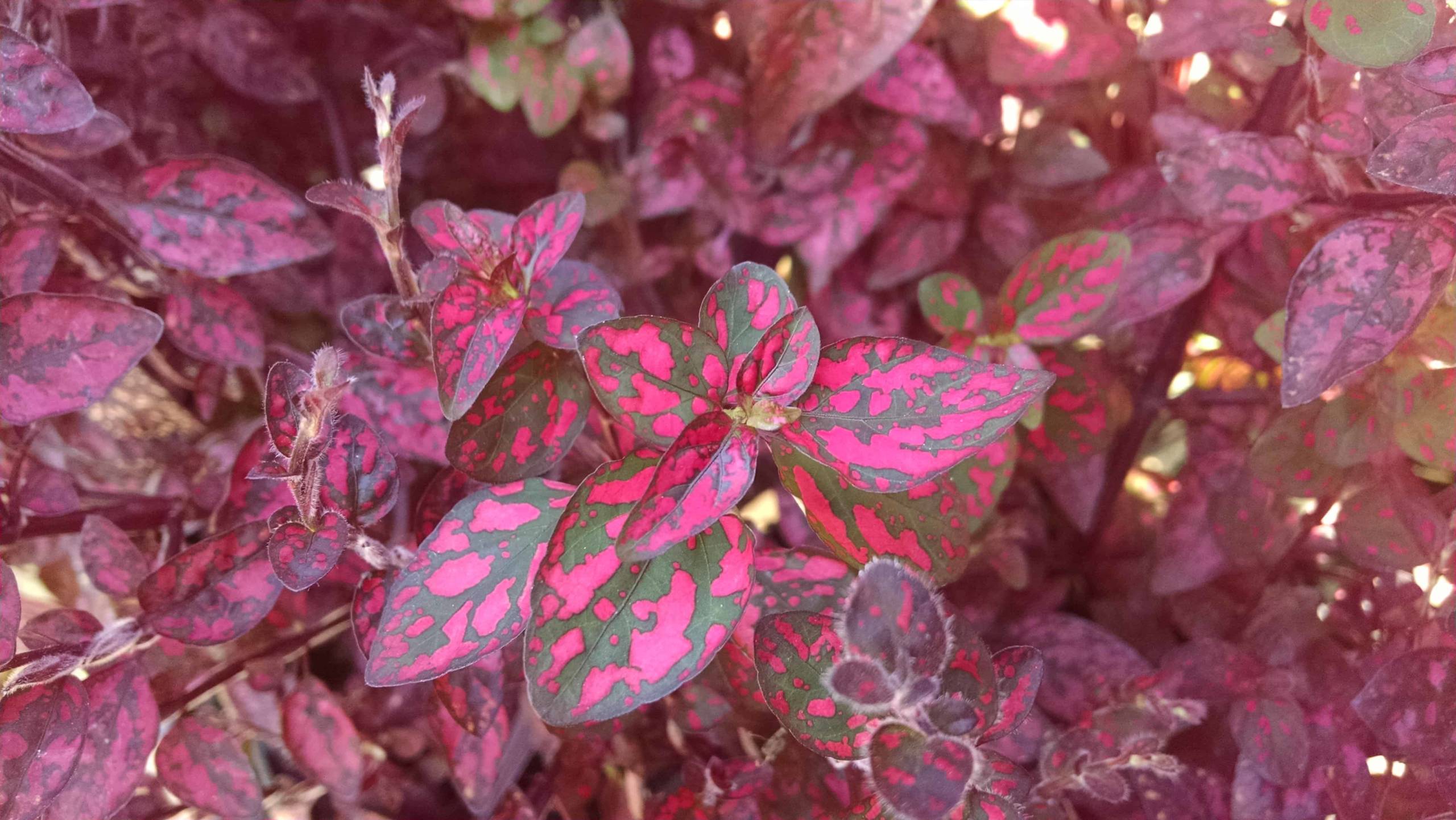 red splash polka dot plant detail image