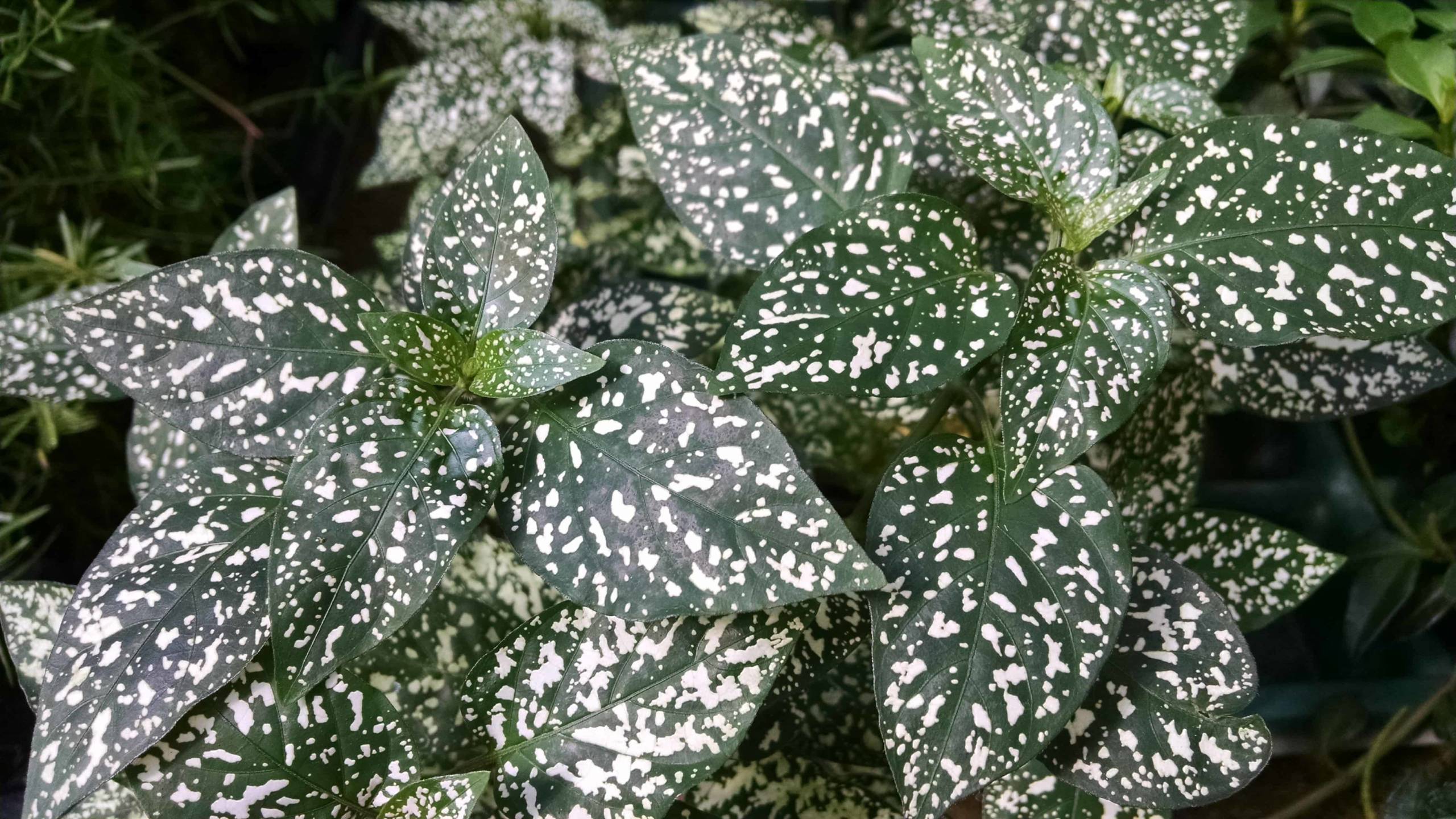 white splash polka dot plant detail image