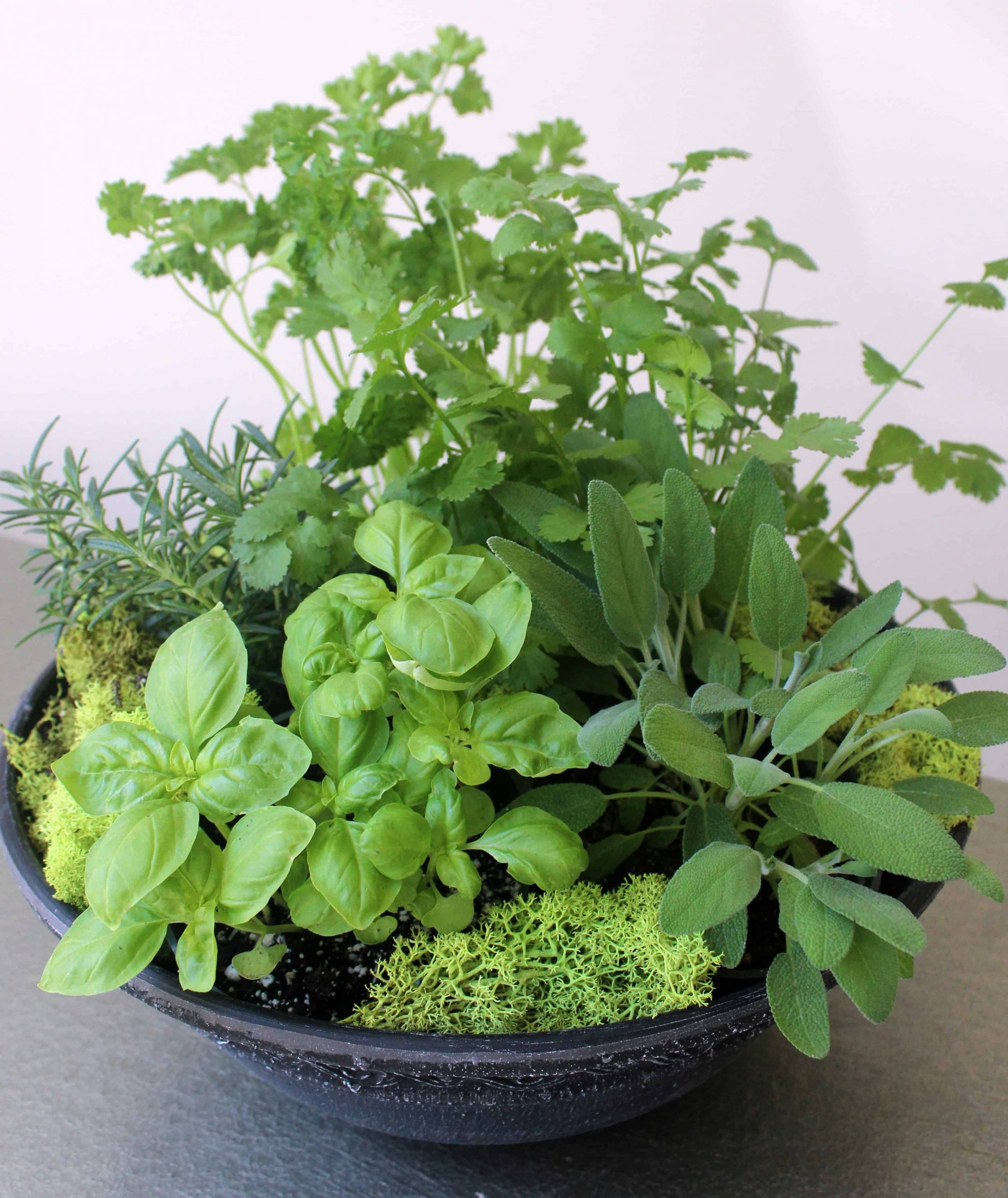 Culinary herb planter bowl with assorted fresh herbs by Studley Flower Gardens