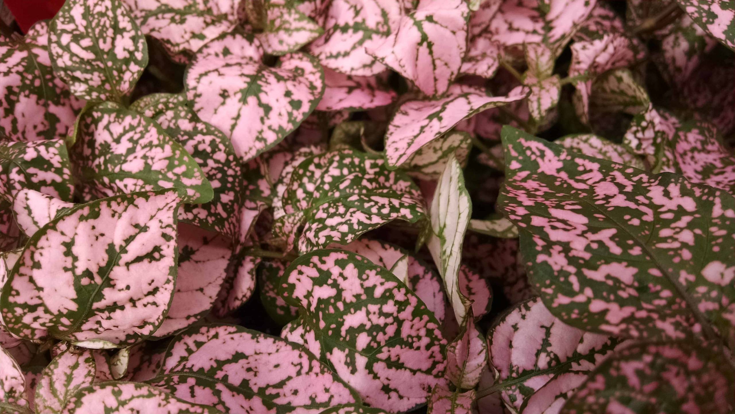 Pink Splash Polka Dot Plant with pink-speckled leaves by Studley Flower Gardens