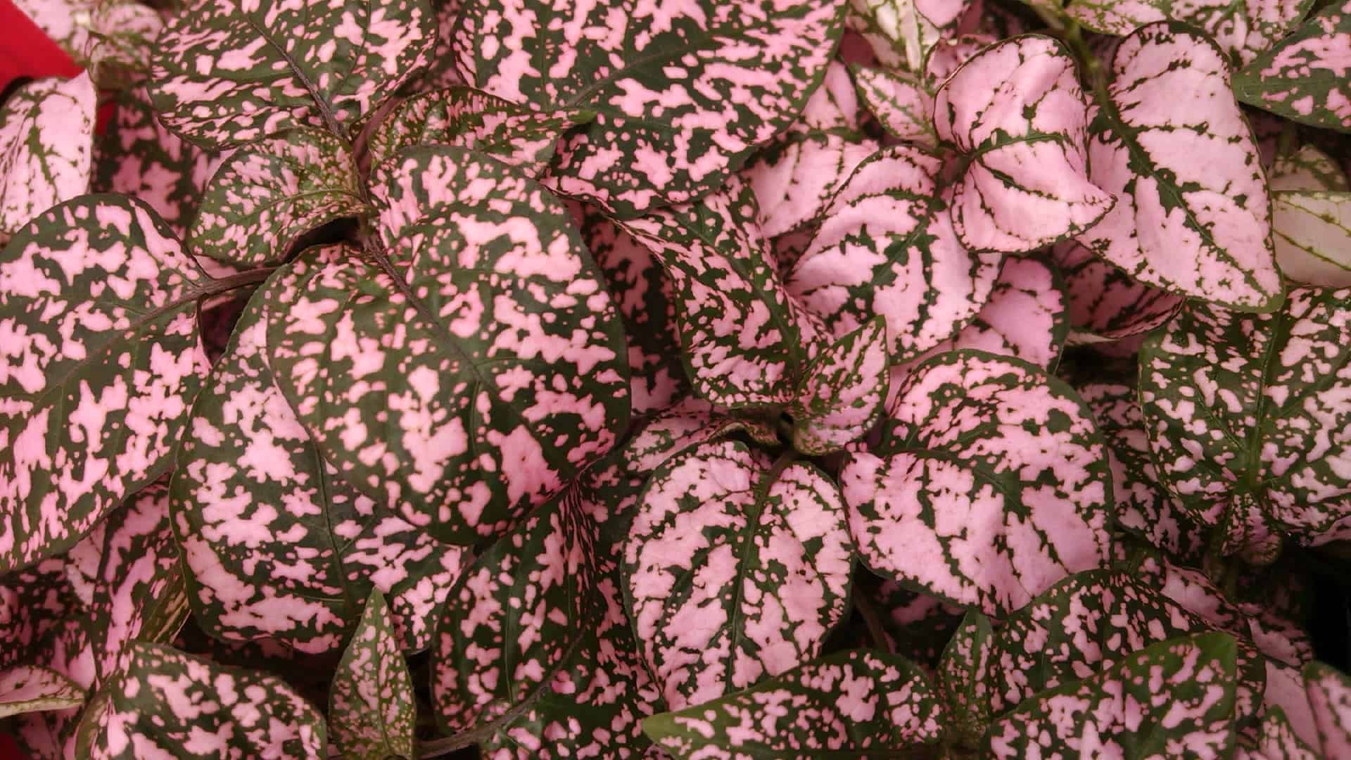 pink splash polka dot plant detail image