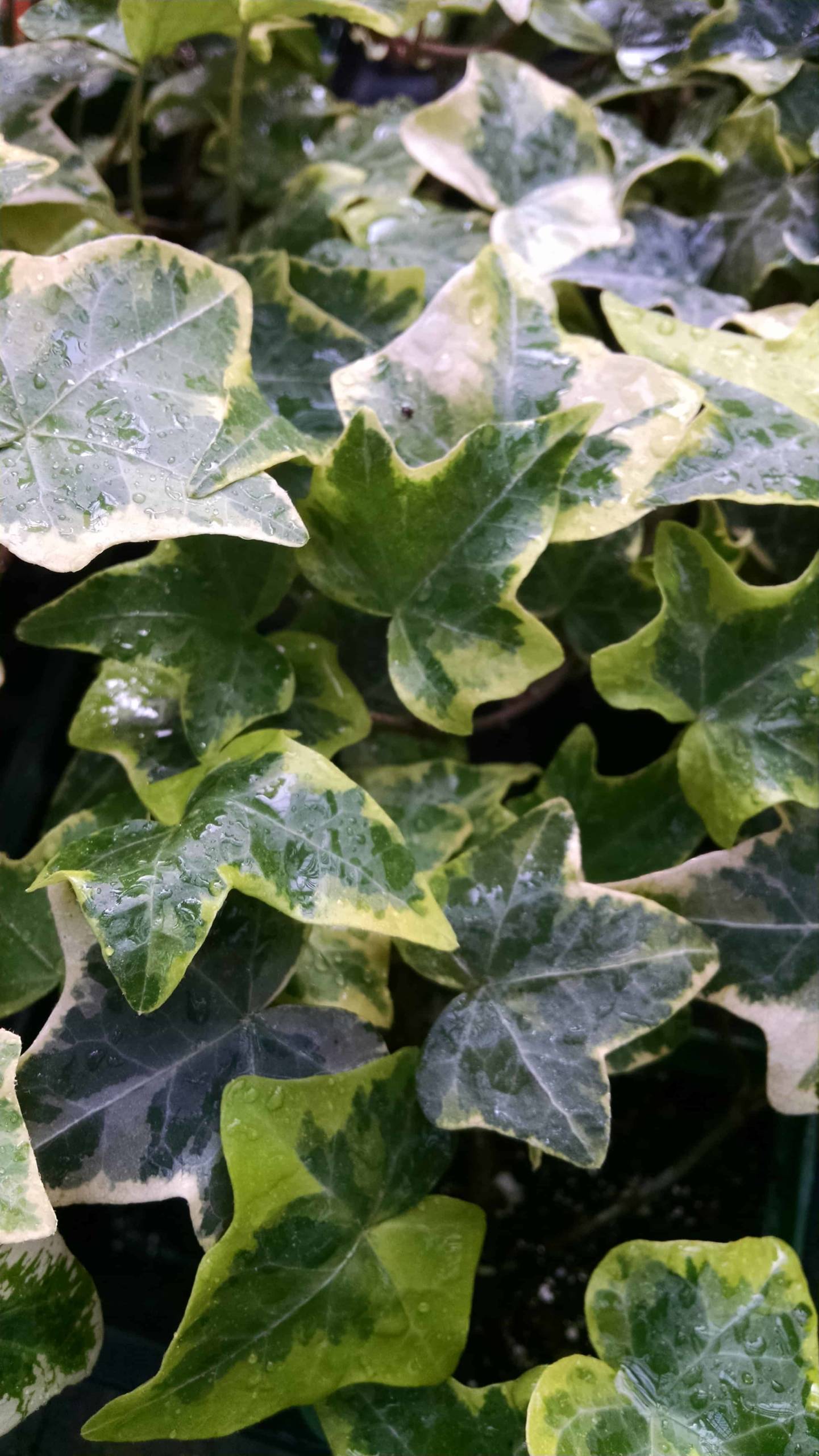 golden child ivy detail image