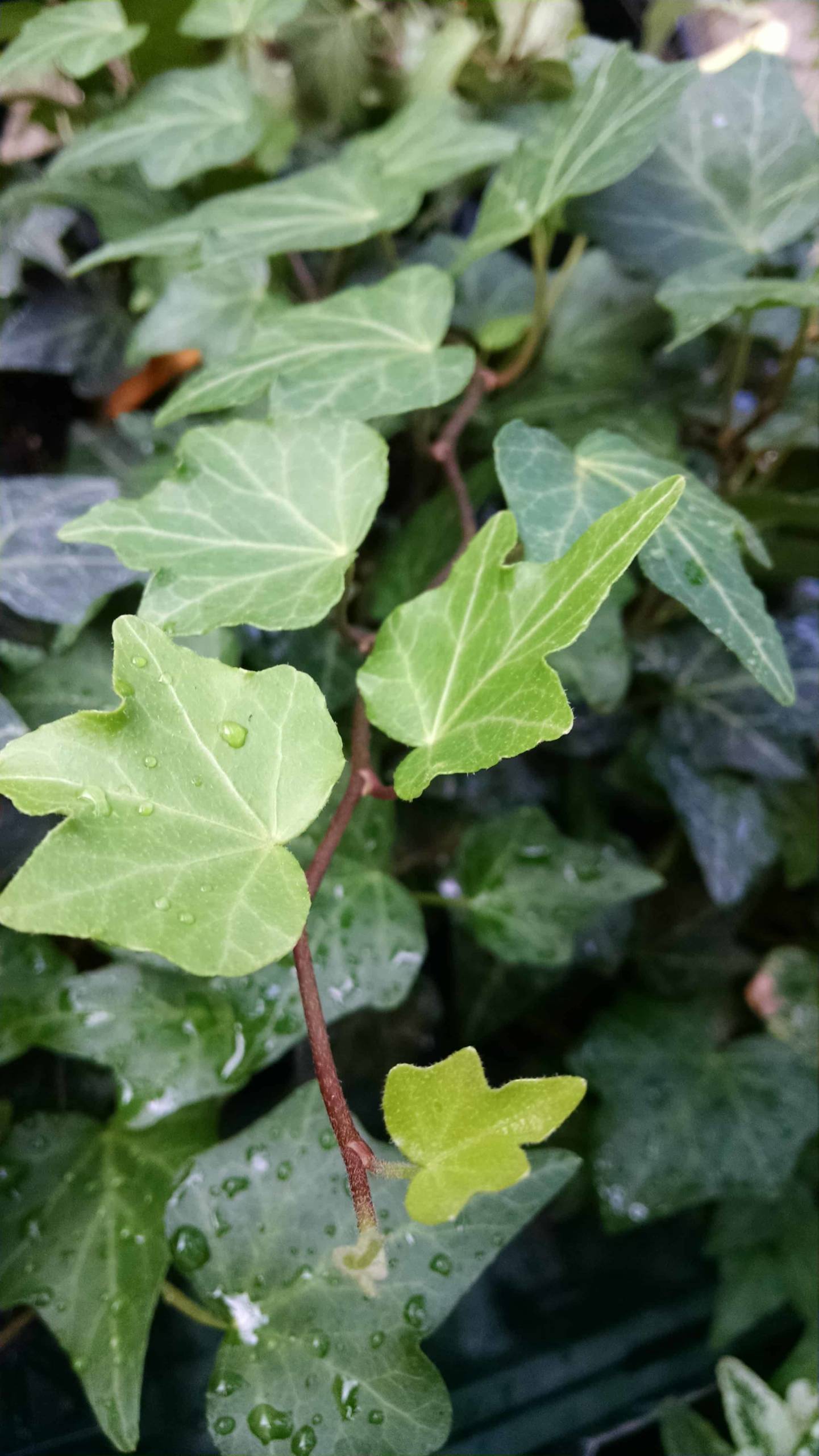hahns ivy detail image