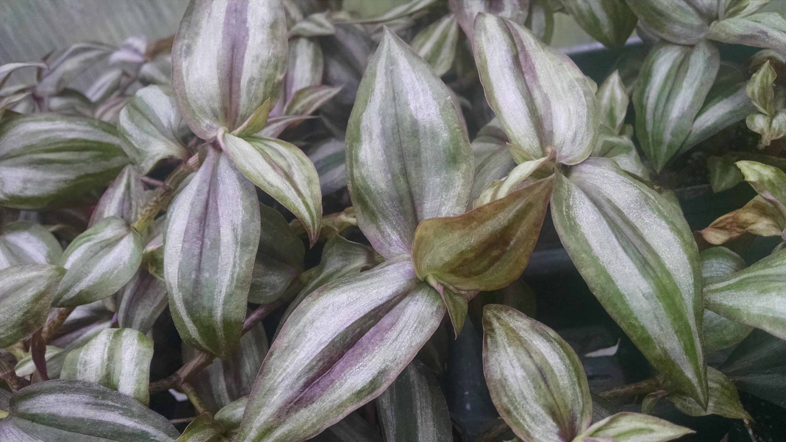 Burgundy trailing tradescantia with deep purple undersides by Studley Flower Gardens