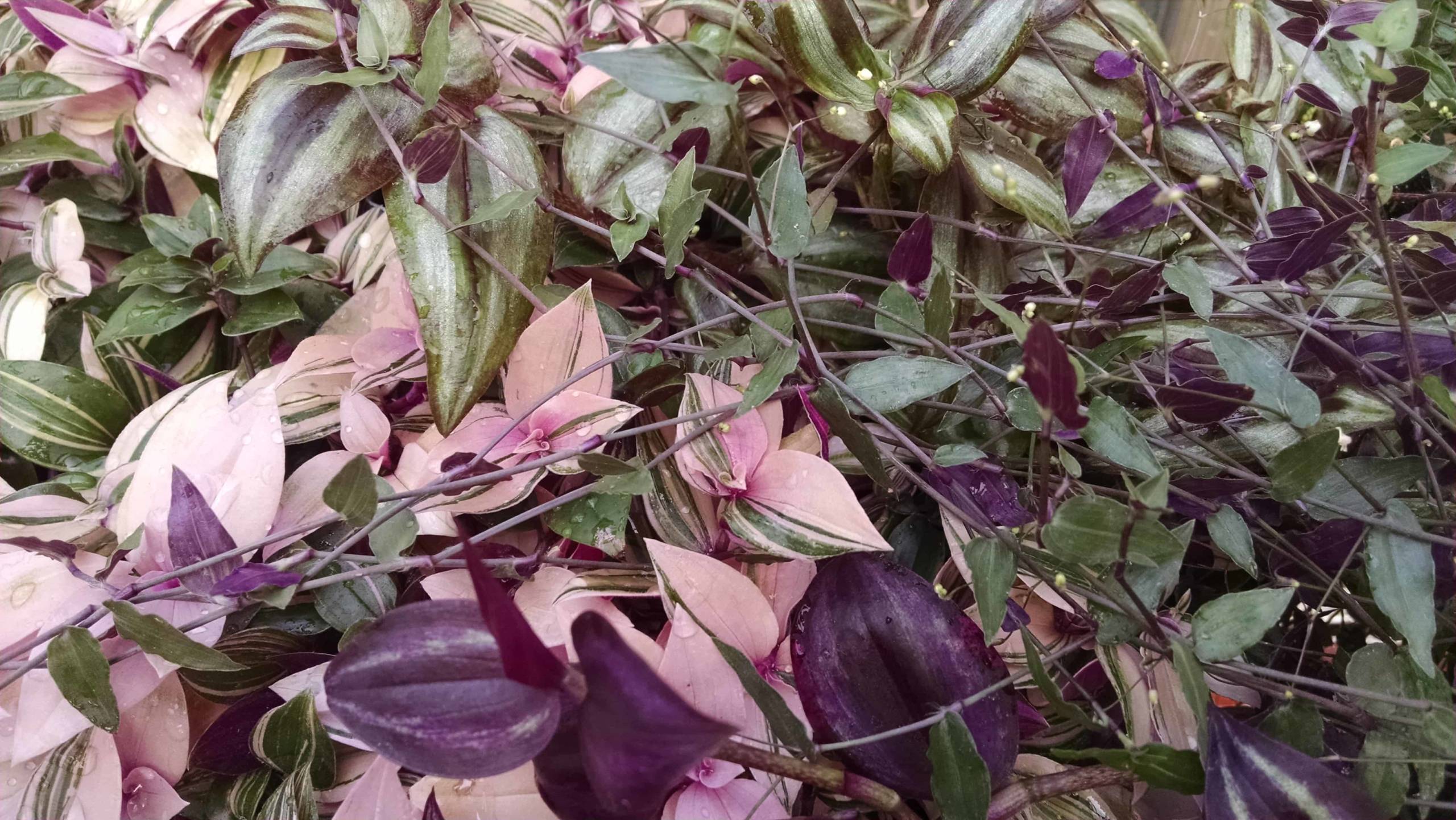 trailing tradescantia collection detail image