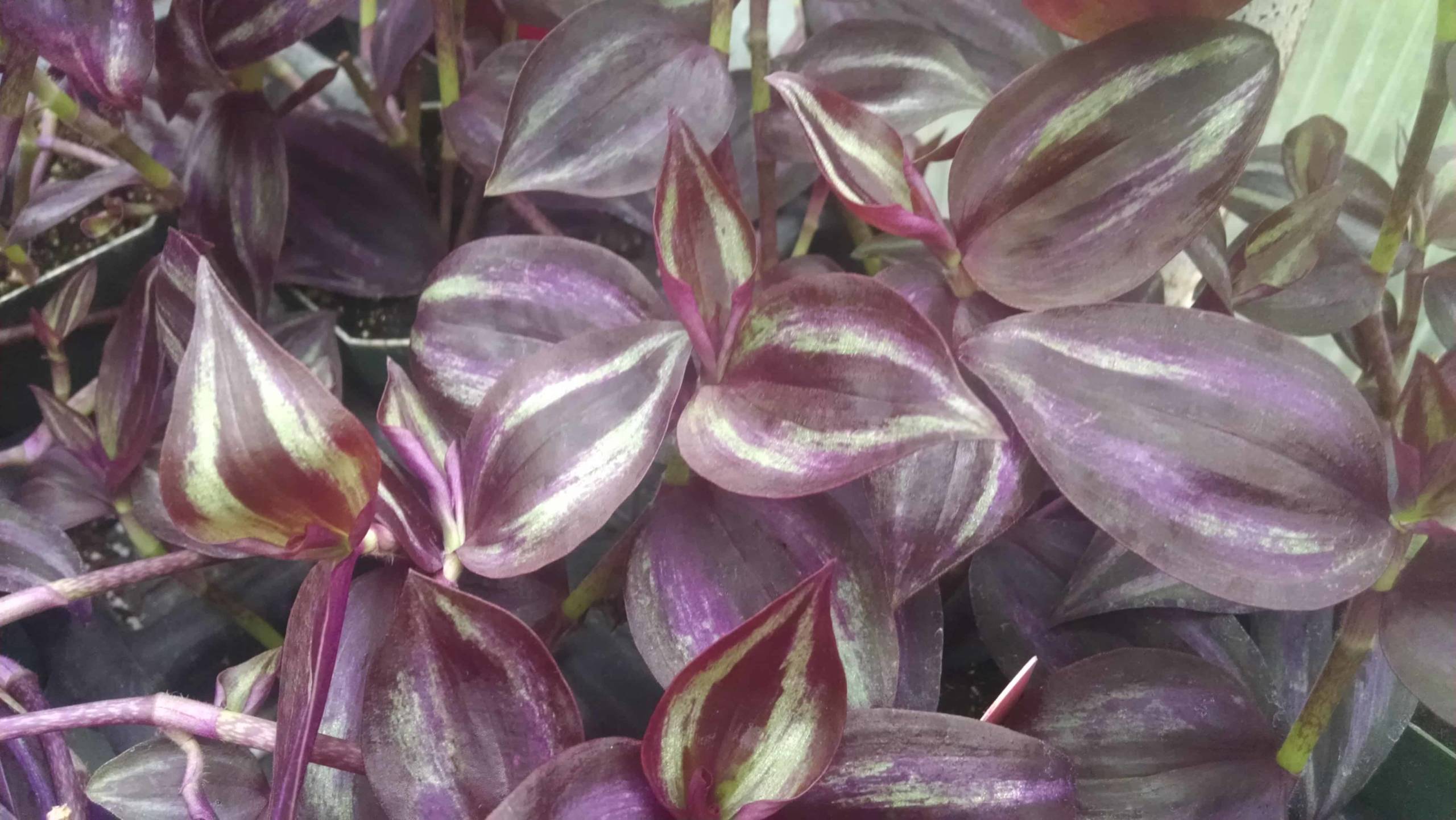 purple stripes tradescantia detail image