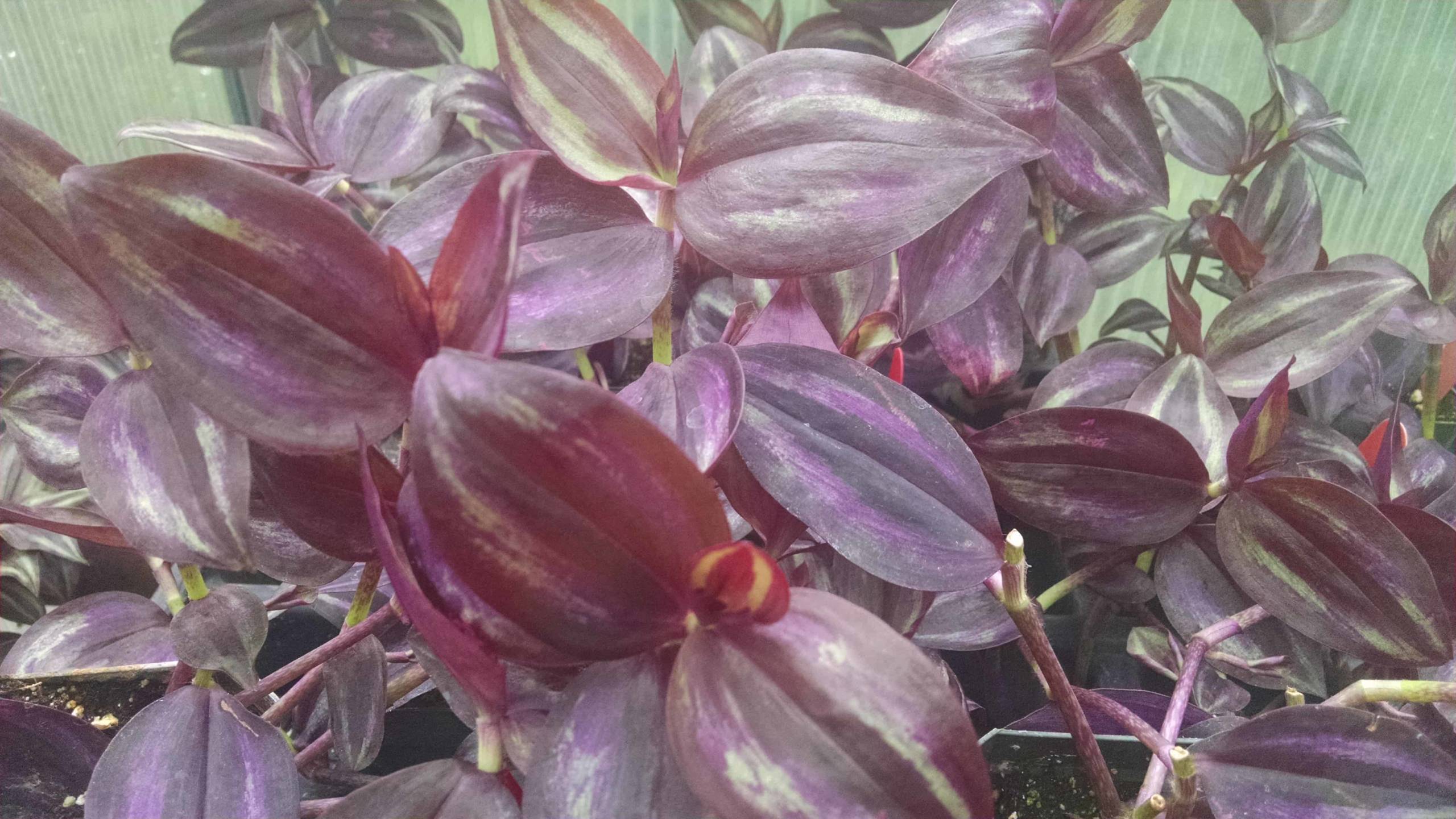 Purple Stripes Tradescantia with trailing striped foliage by Studley Flower Gardens