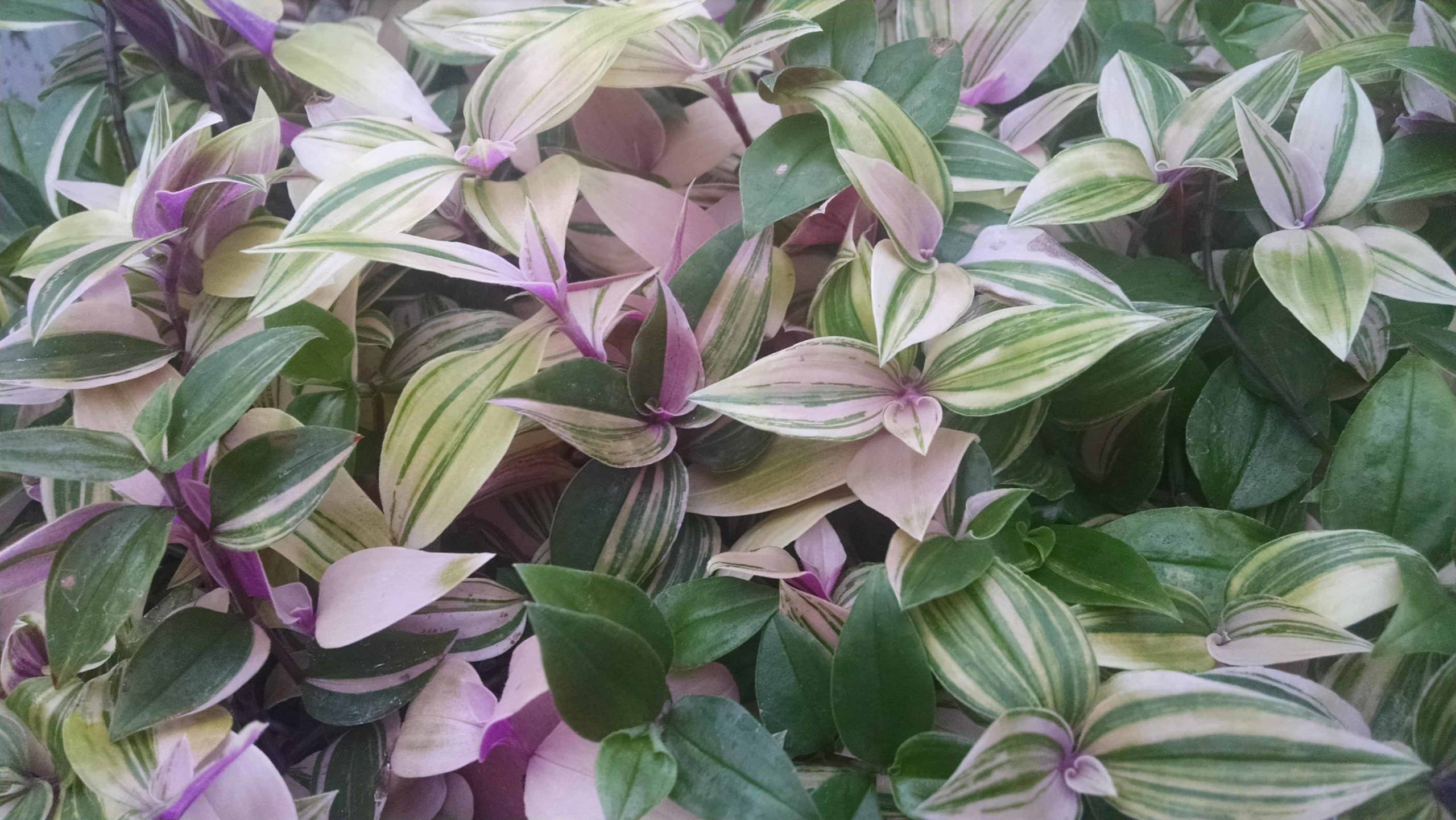 rainbow zebra tradescantia detail image