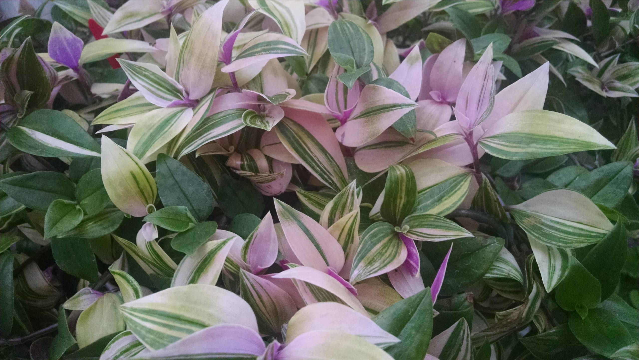 Rainbow Zebra Tradescantia trailing foliage by Studley Flower Gardens
