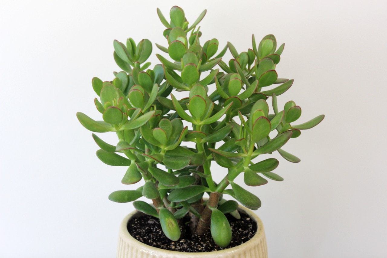 Jade plant with shiny deep green foliage by Studley Flower Gardens