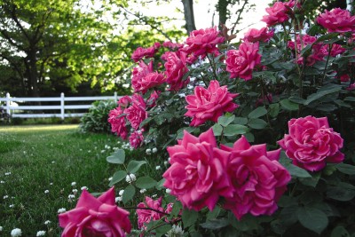 Knock Out® rose bush with compact rounded growth by Studley Flower Gardens